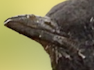 Avatar du membre