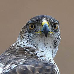 Je Ne Trouve Pas L Espece De Mon Bebe Oiseau Trouver