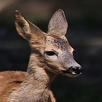 Avatar du membre
