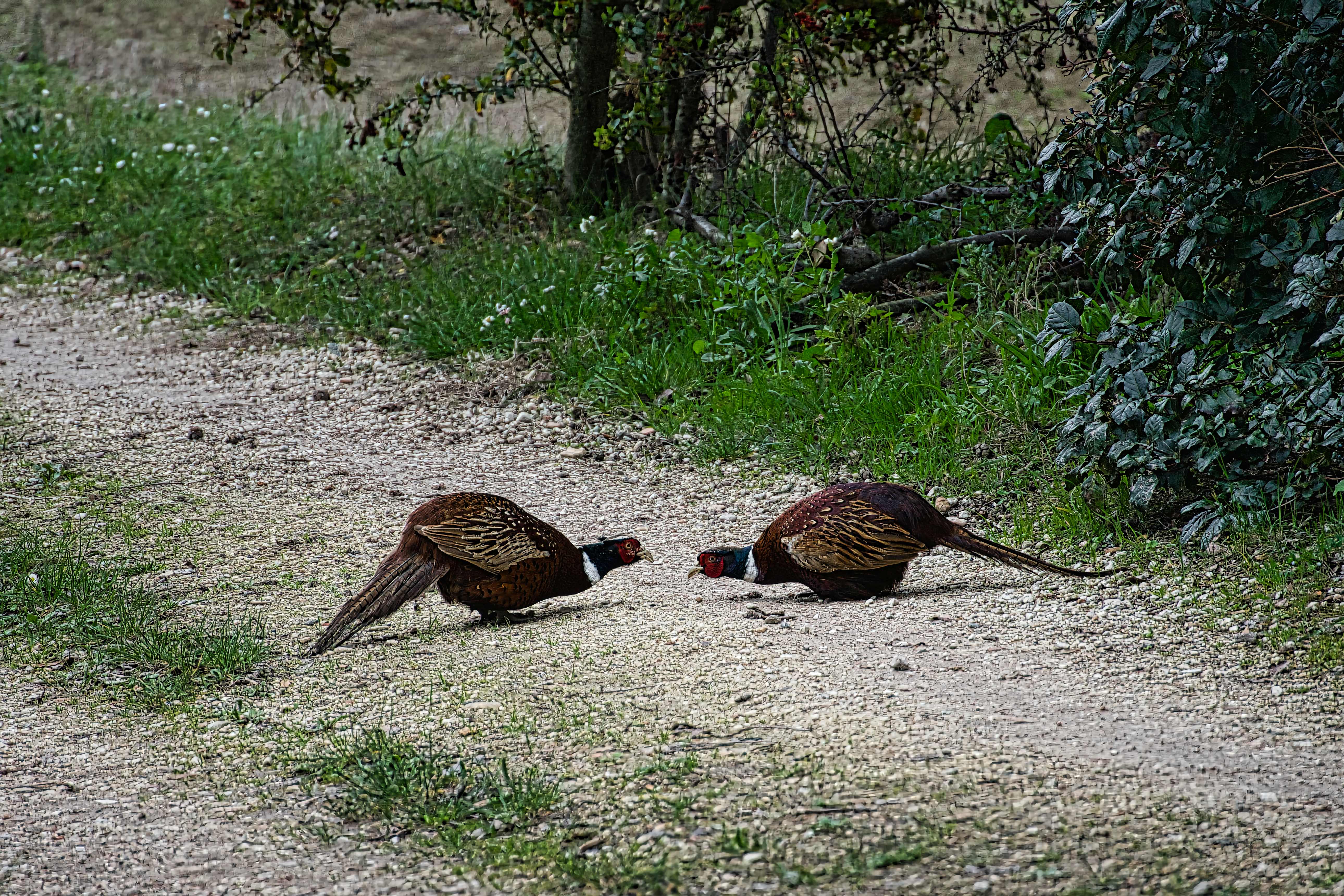 Faisans San Andrea.2.jpg