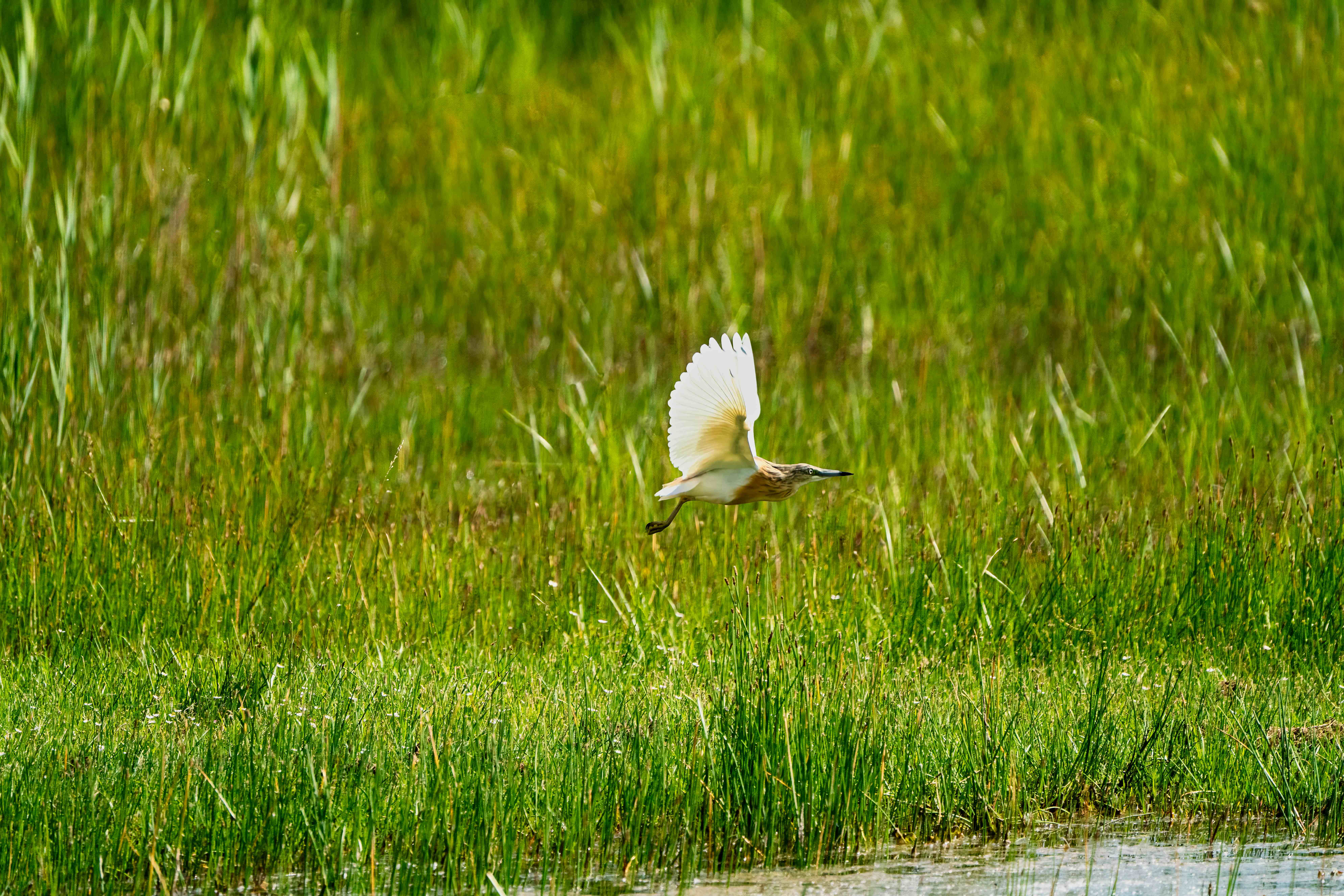 Le heron crabier en vol.jpg