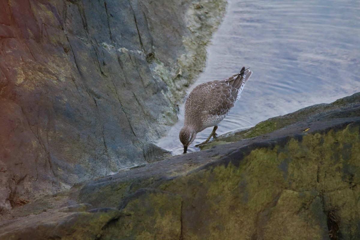 Bécasseau Maubèche (2).JPG