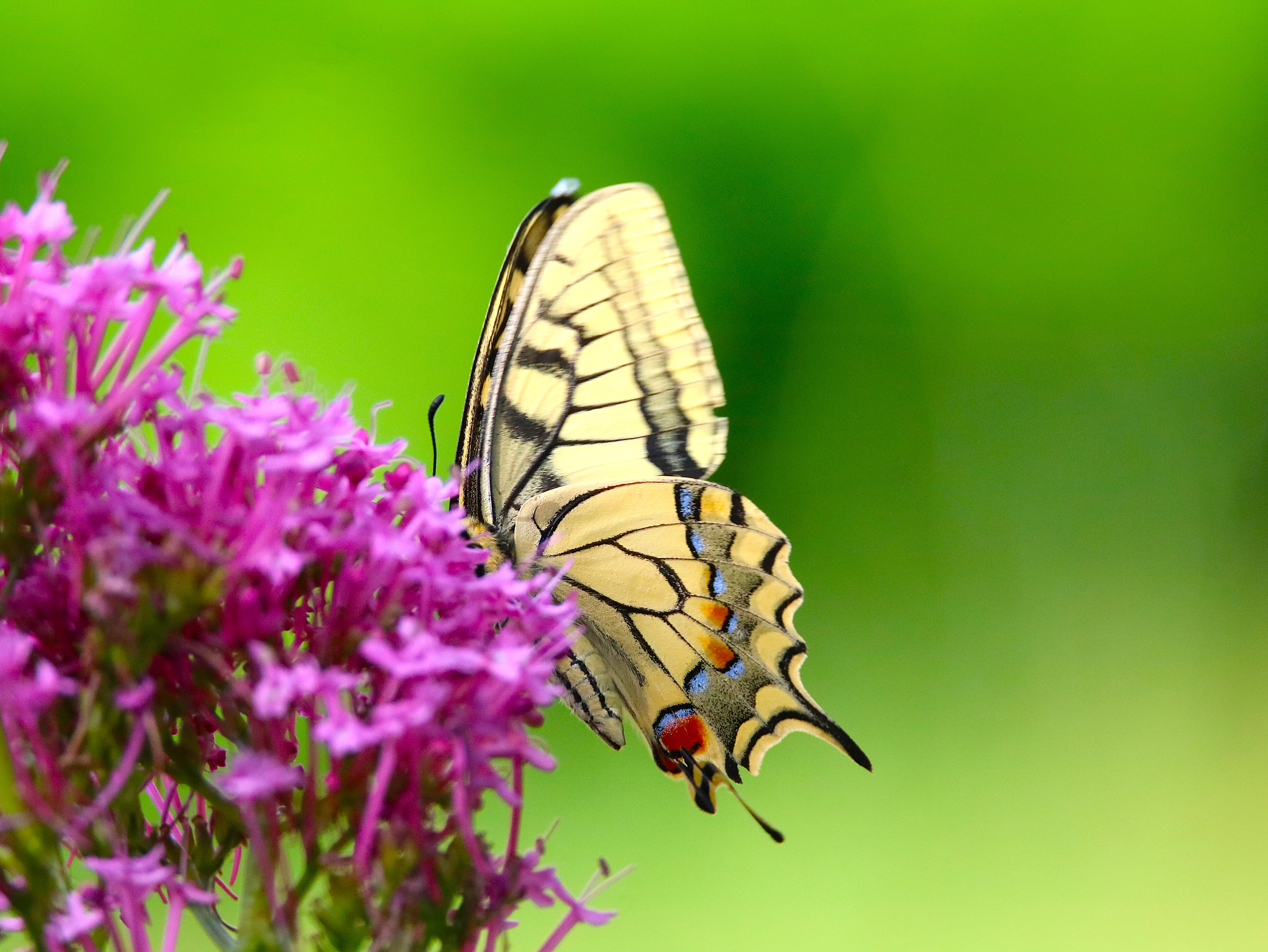 Machaon sur Valérianes Vendredi 24 Juillet 2026 (1).JPG