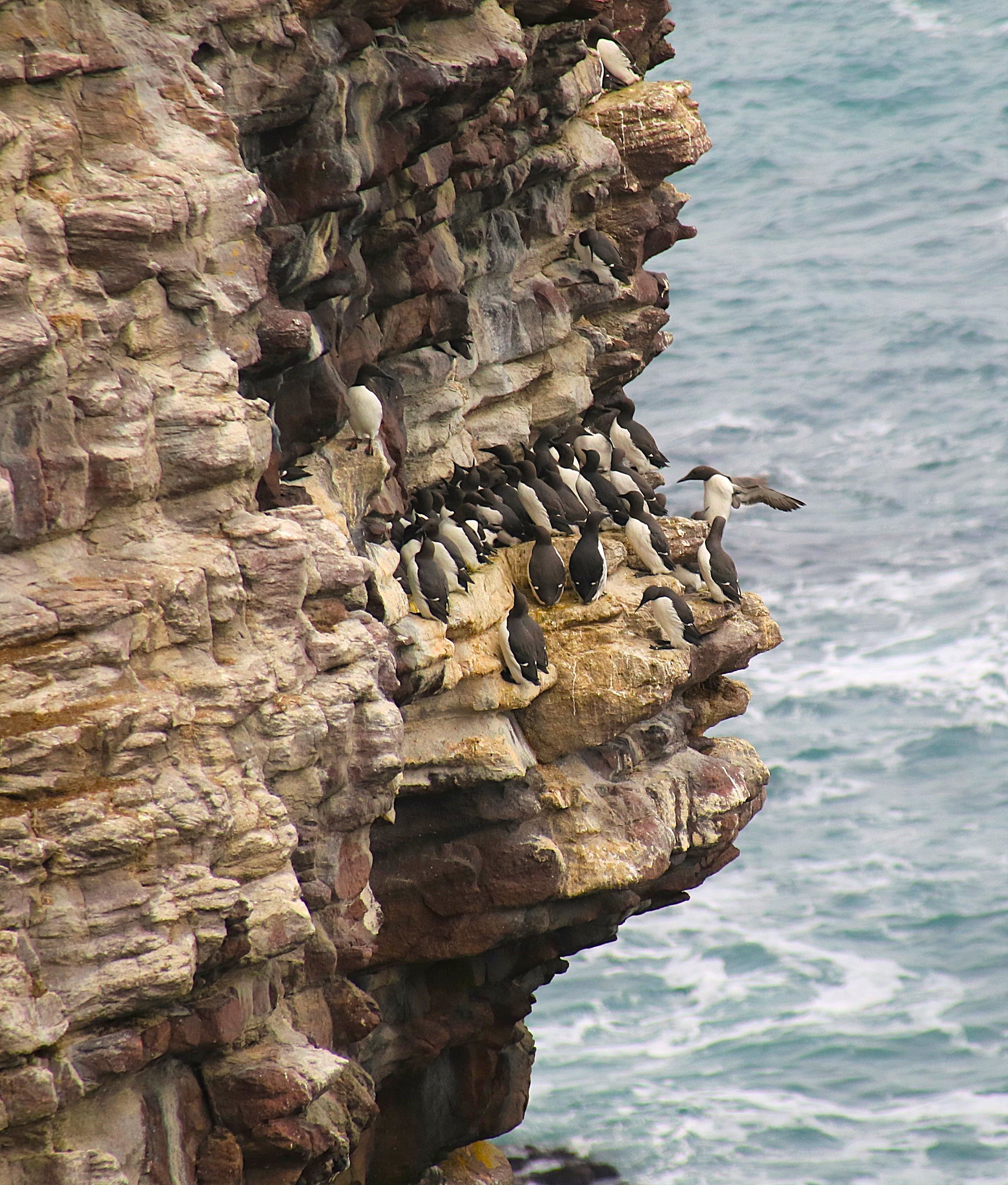 Guillemots de Troïl sur la petite Fauconnière Février 2017 (2).jpg