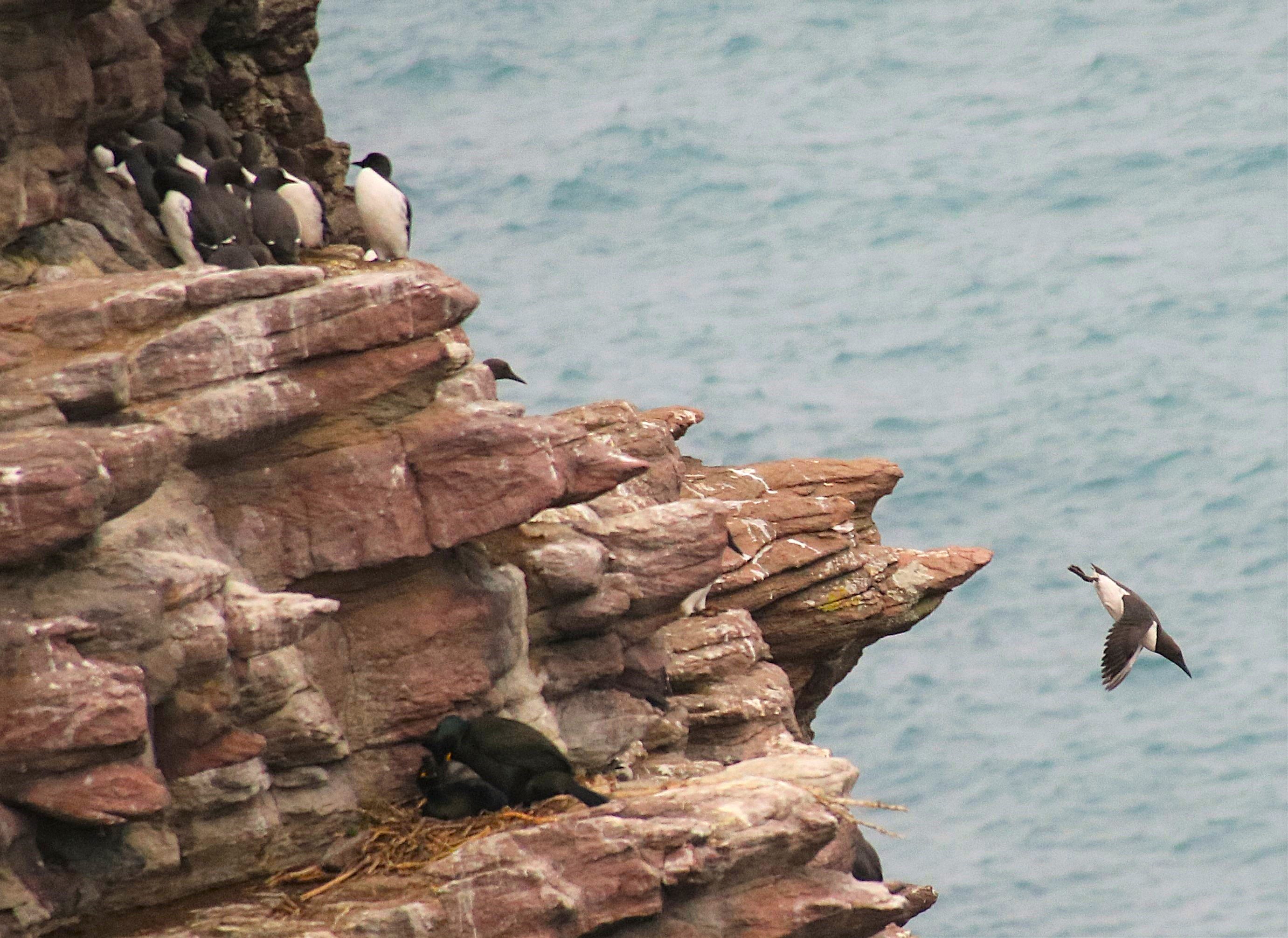 Guillemots de Troïl sur la petite Fauconnière Février 2017 (6).jpg