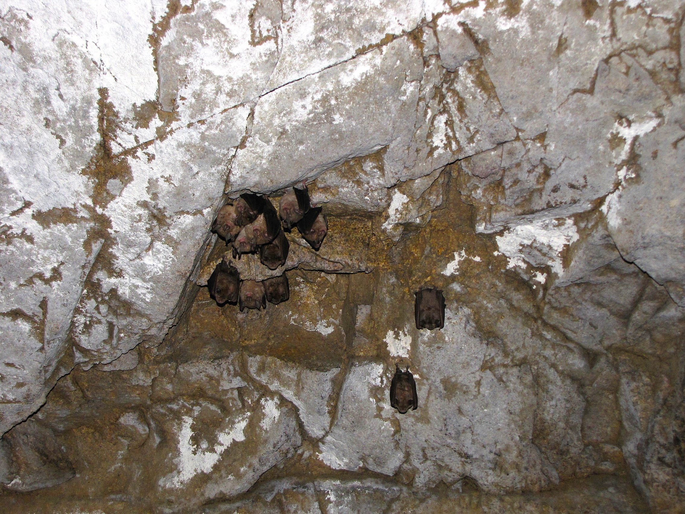 Colonie de grands Rhinolophes.jpg