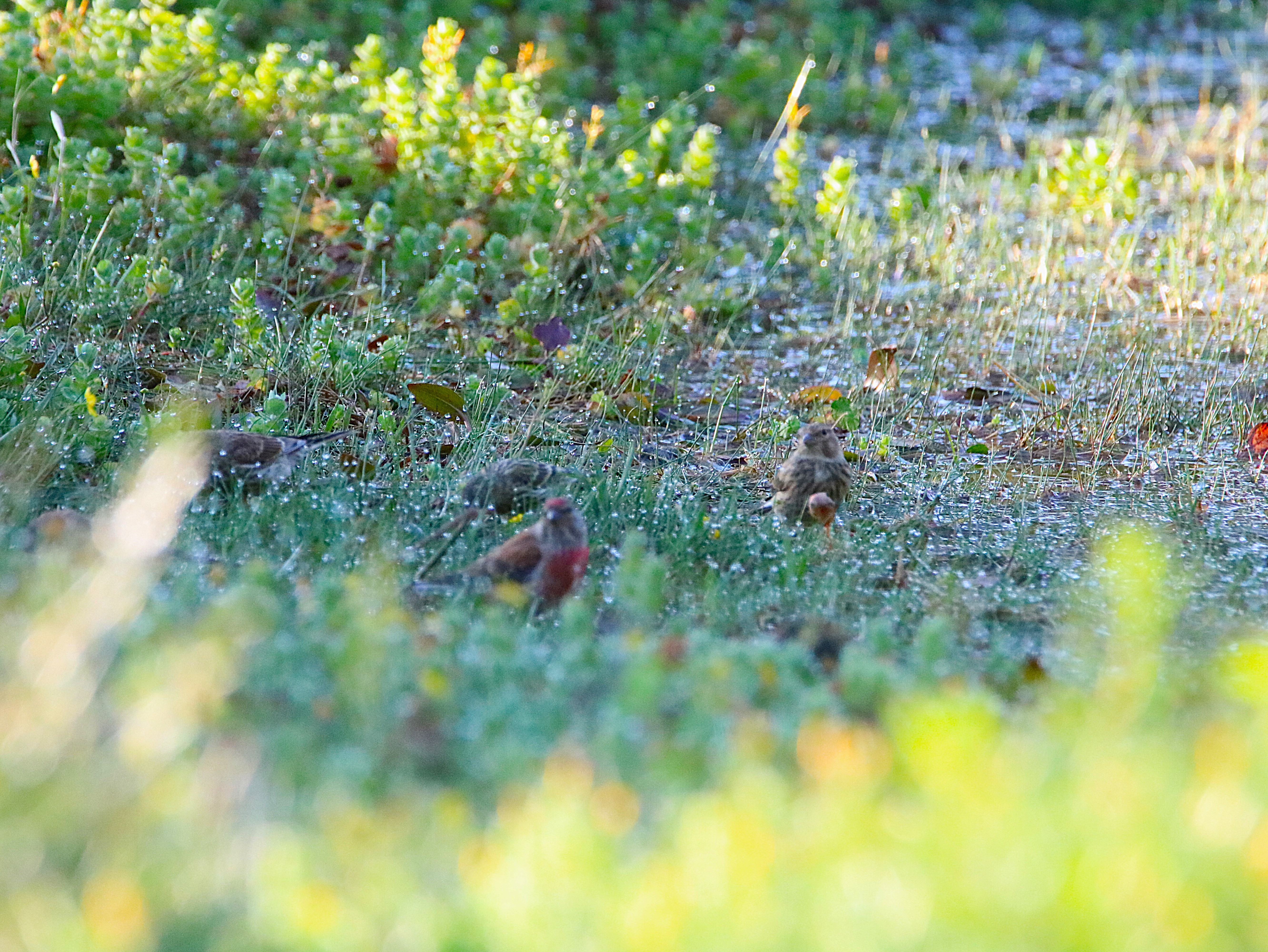 Serin cini Landes de la poterie Vendredi 31 Juillet 2026 (2).JPG