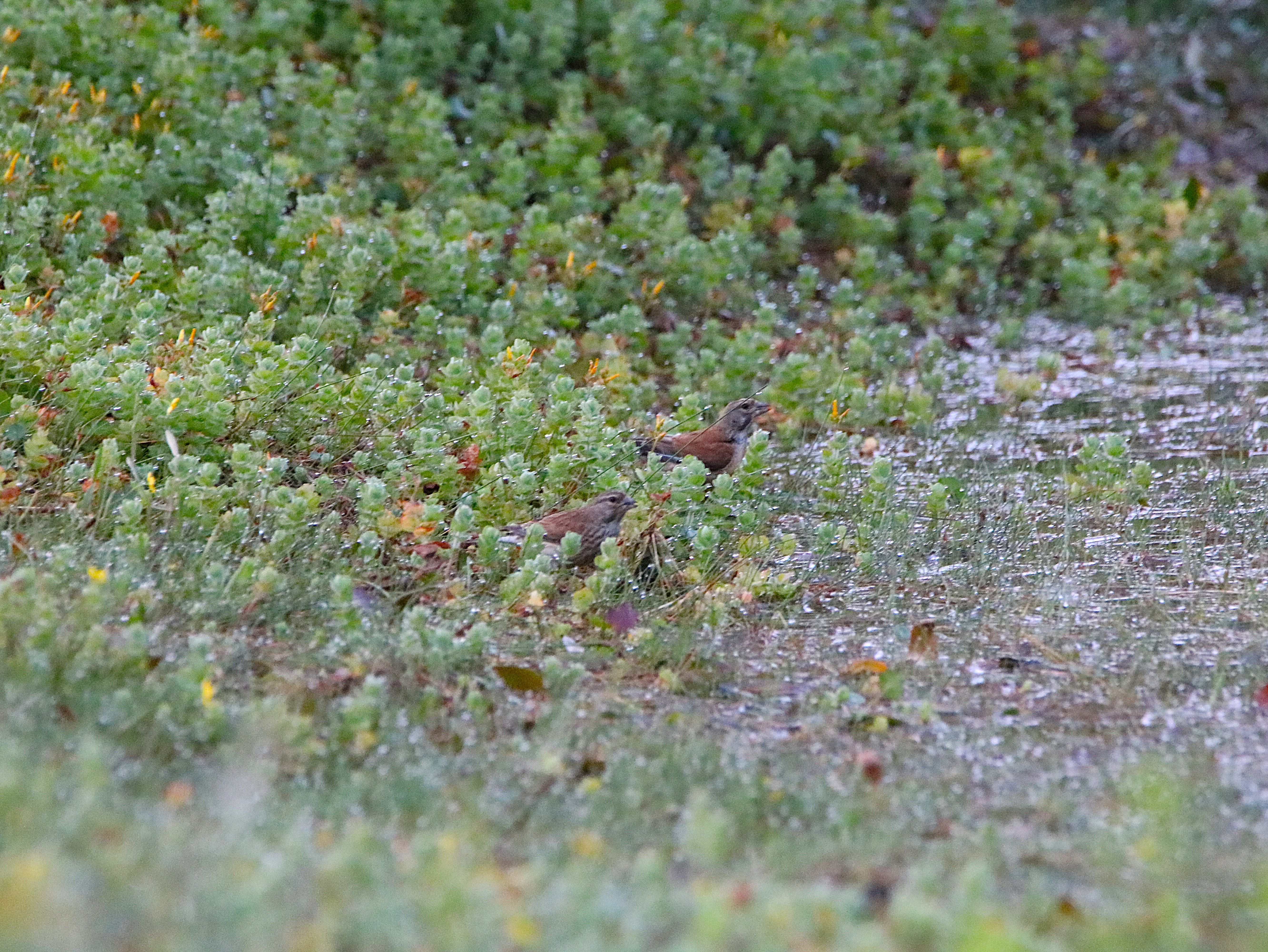 Serin cini Landes de la poterie  Vendredi 31 Juillet 2026 (3).JPG