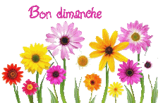 Bon dimanche .gif