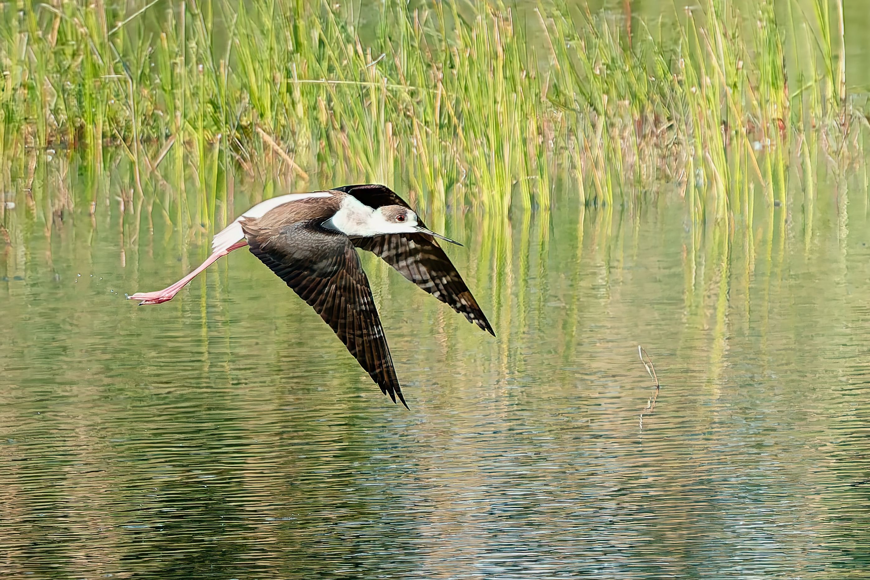 Une échasse blanche en vol.jpg