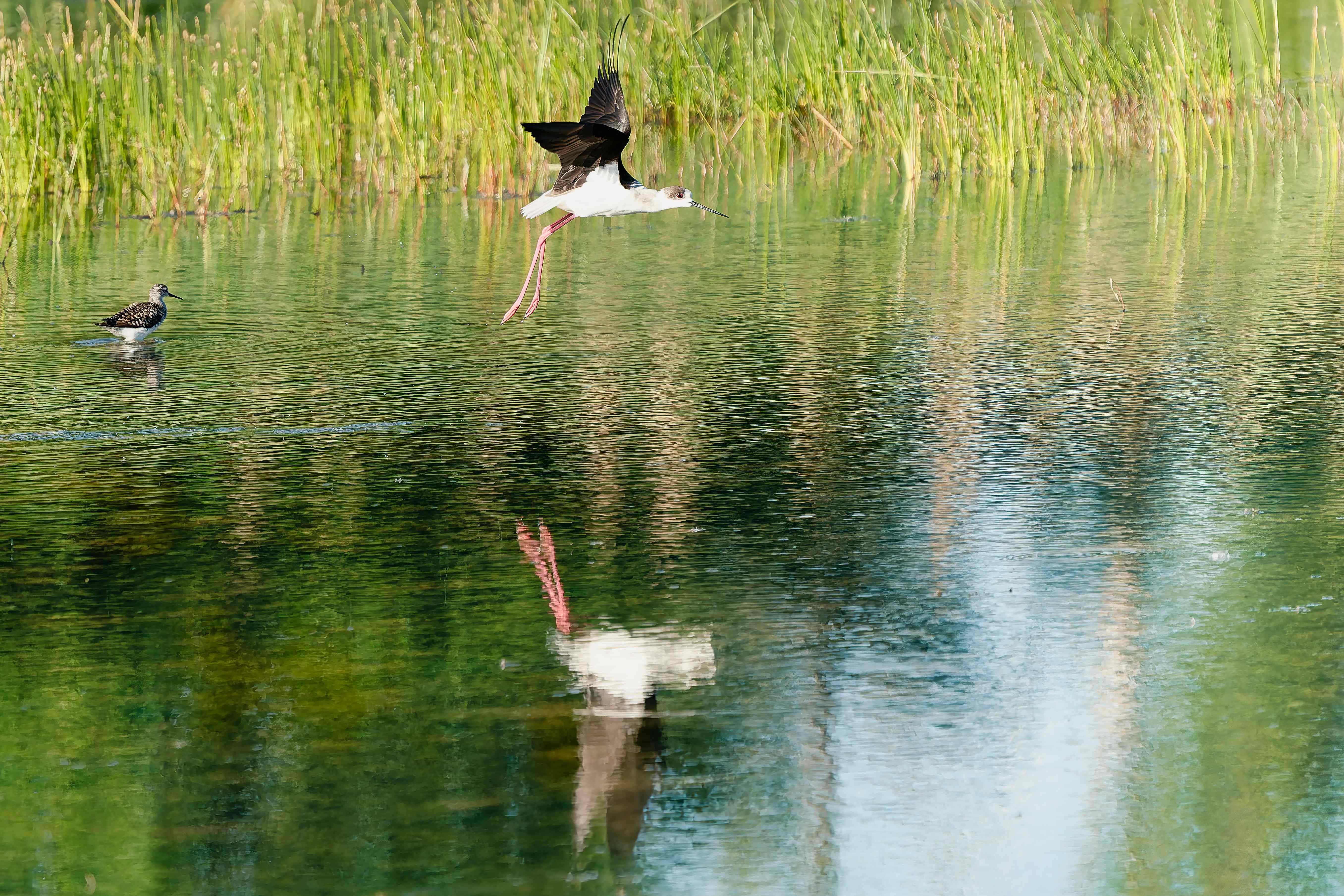 Une échasse blanche et un chevalier sylvain.jpg