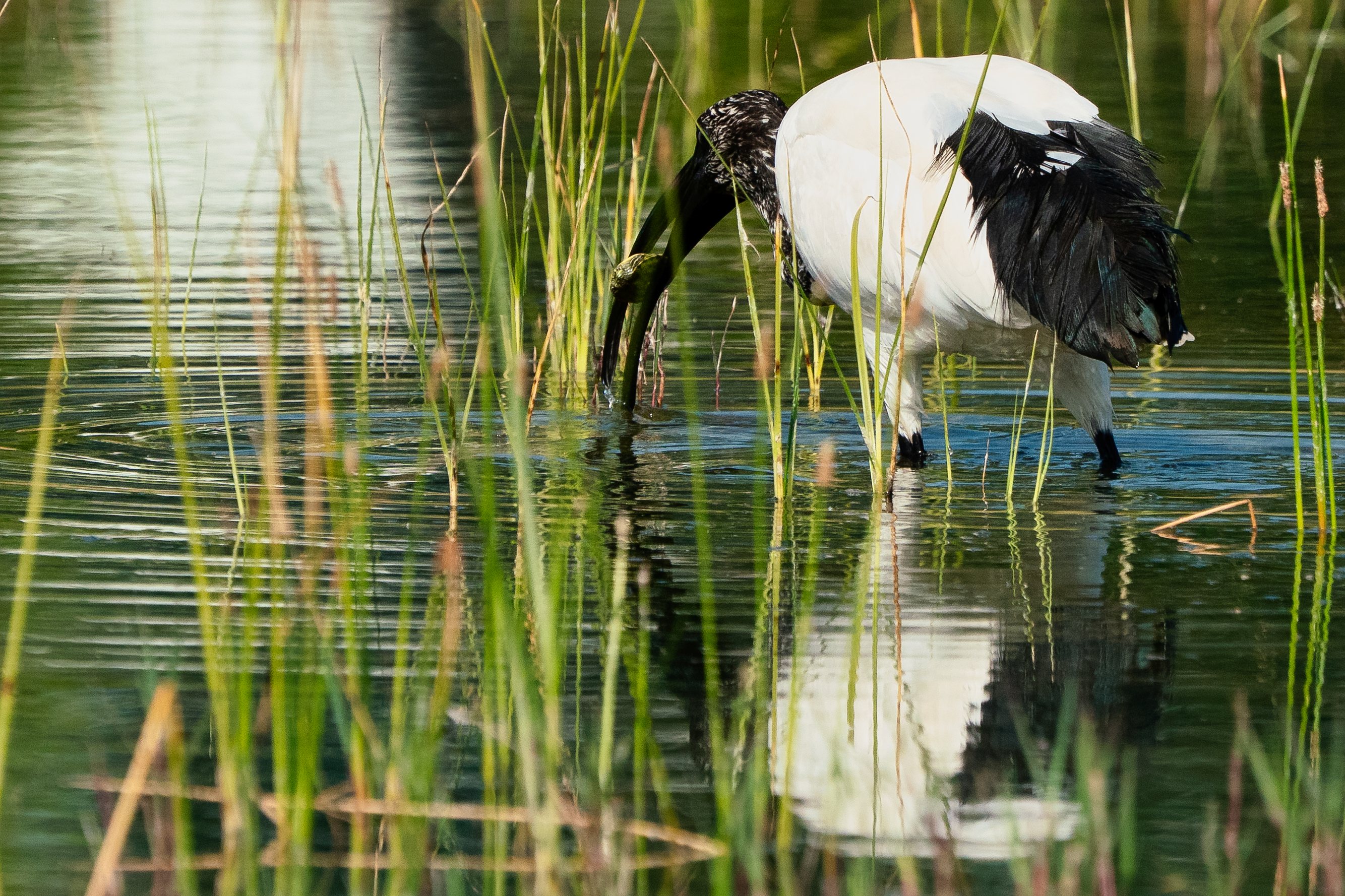 L'ibis sacré.jpg