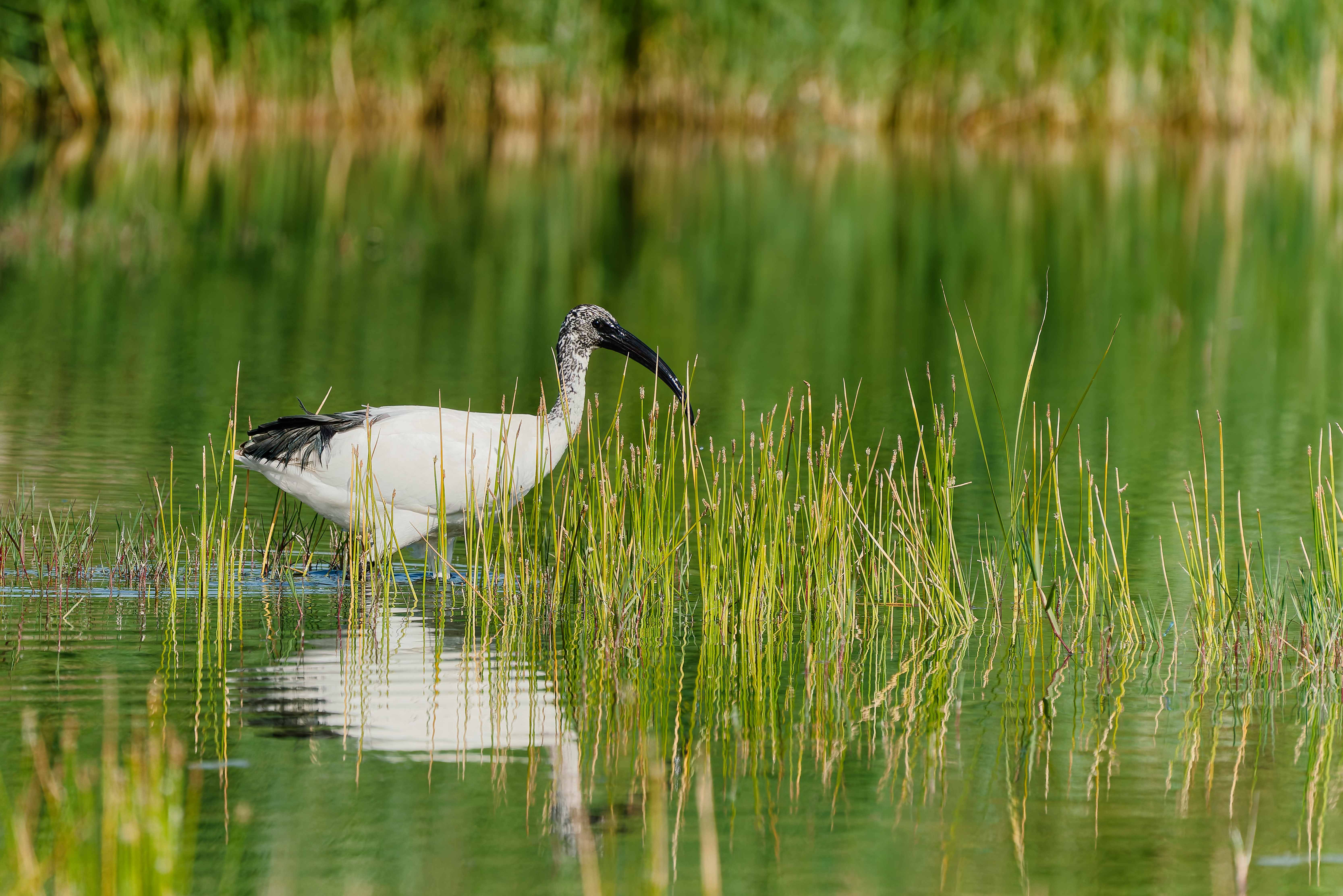 L'ibis sacré.4.jpg