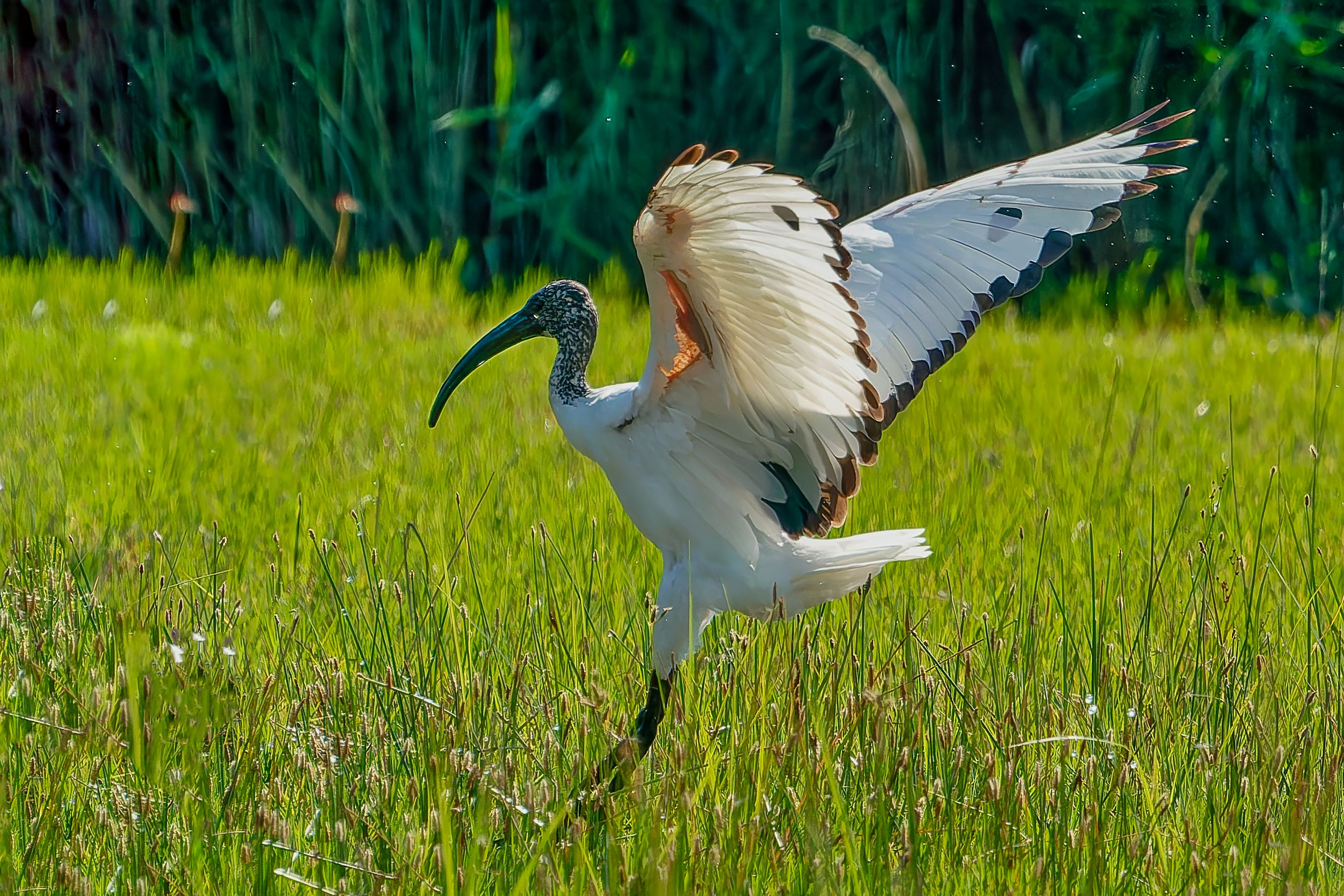 Ibis en vol.jpg