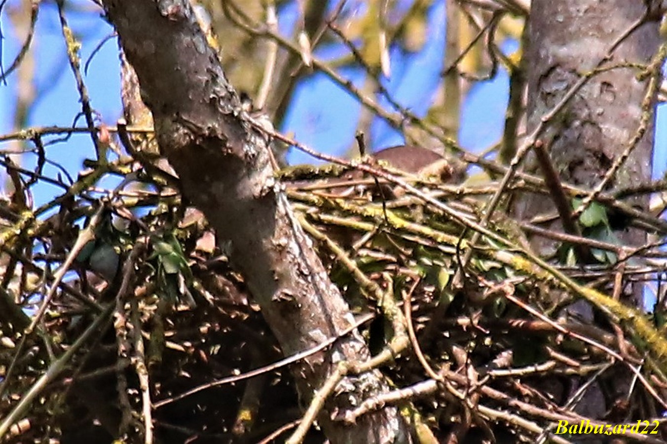 Femelle buse variable couvant.jpg