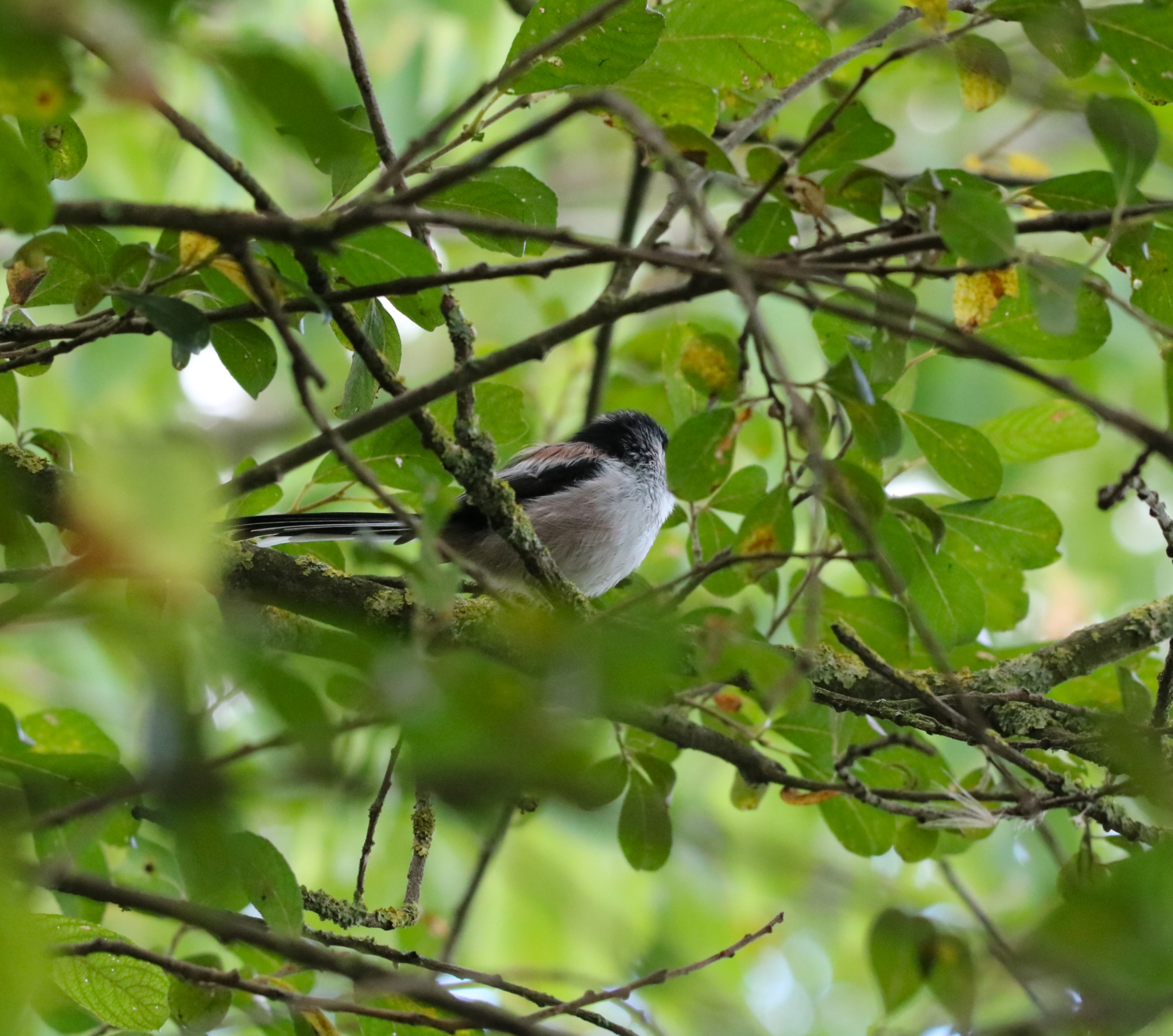 Mésange à longues queues bassins Les Rochers.JPG