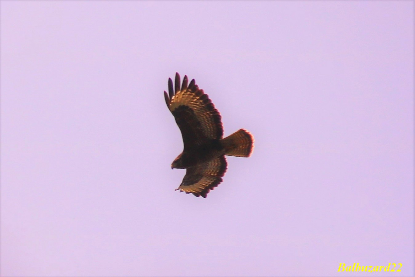 Mâle buse variable.jpg