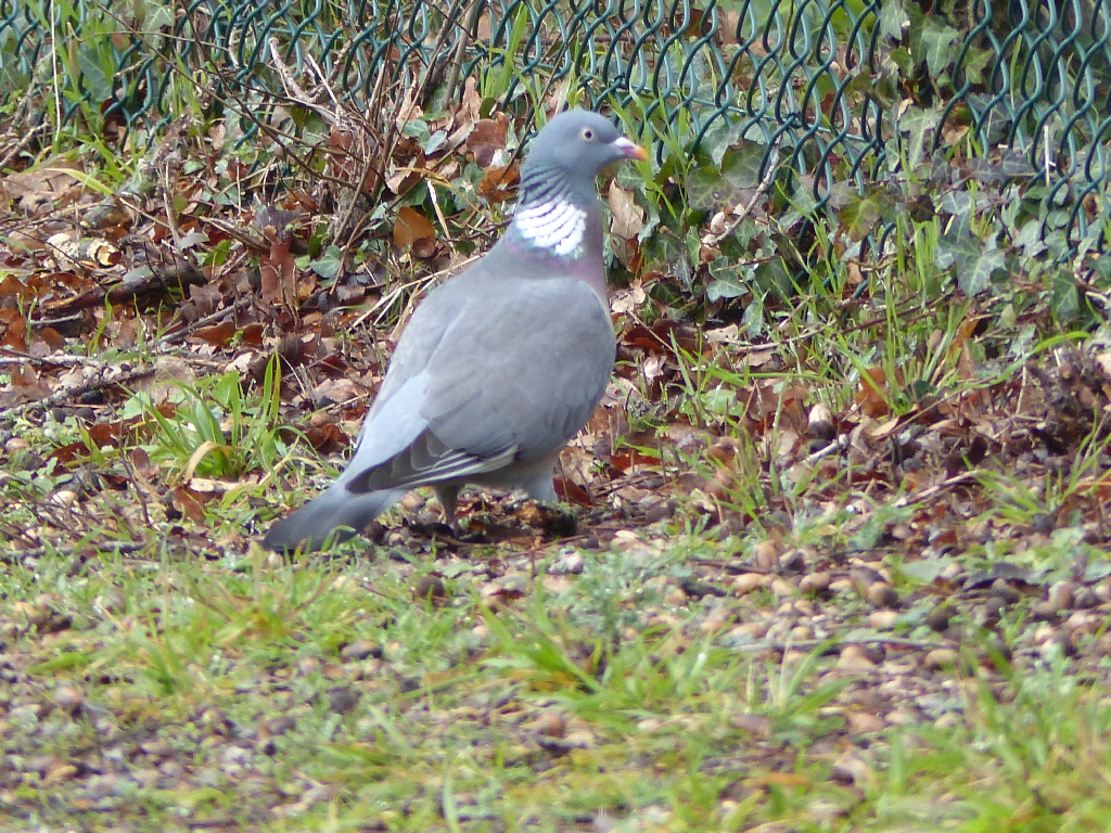 pigeon-ramier-03-1--4e7ff4e.jpg