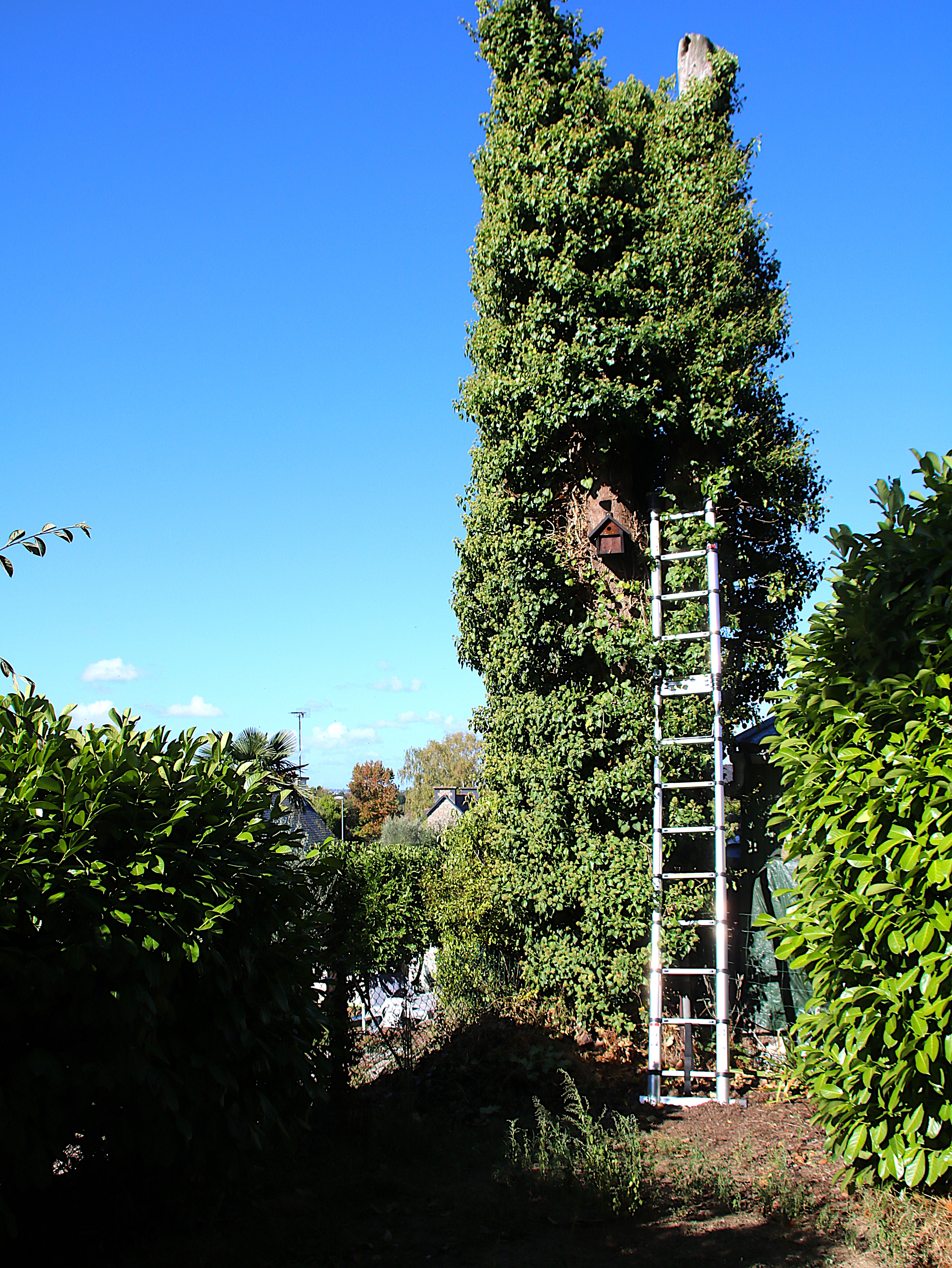 Remontage nichoir type châlet  1 Octobre 2026 (1).JPG