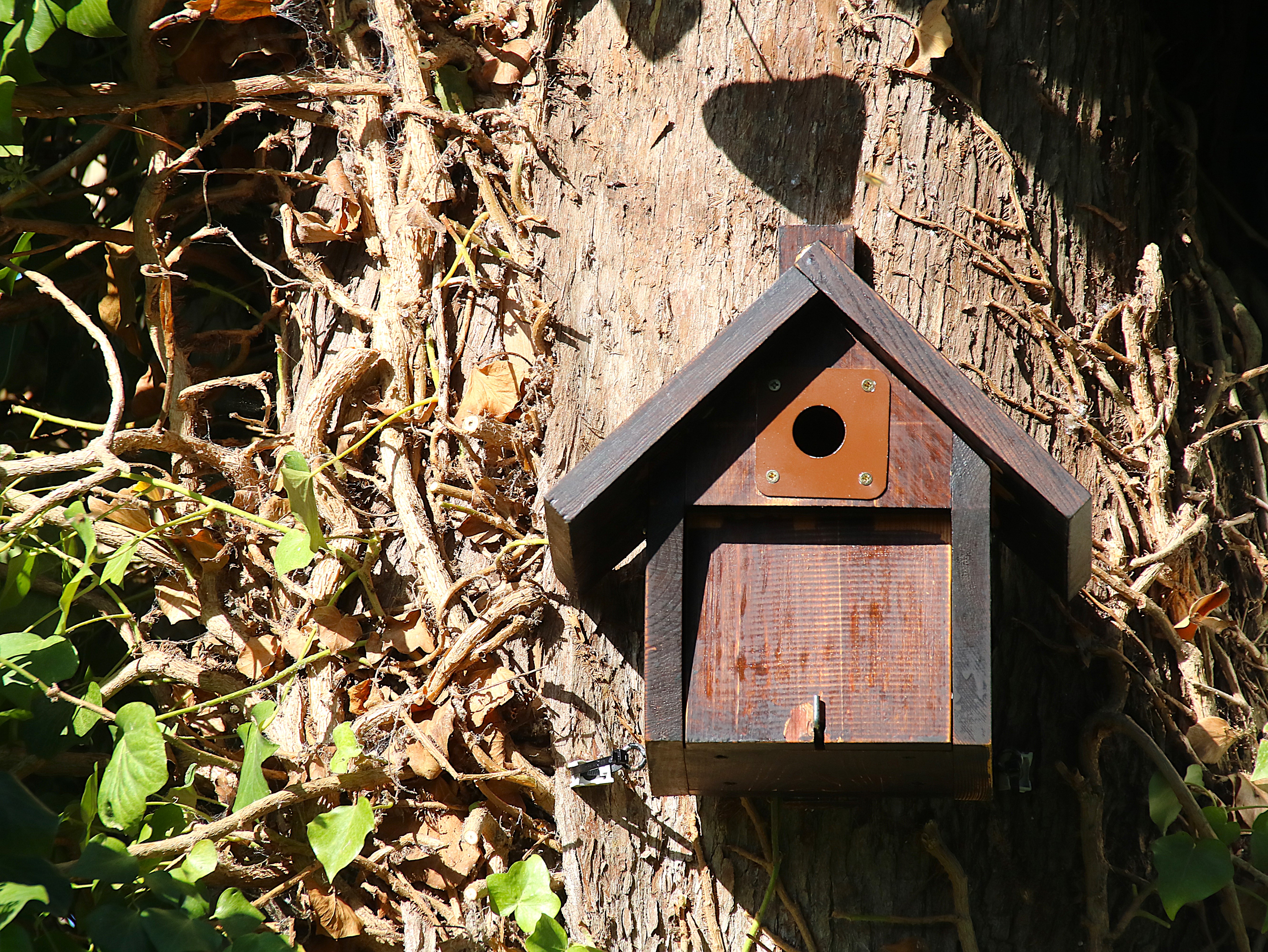 Remontage nichoir type châlet  1 Octobre 2026 (2).JPG