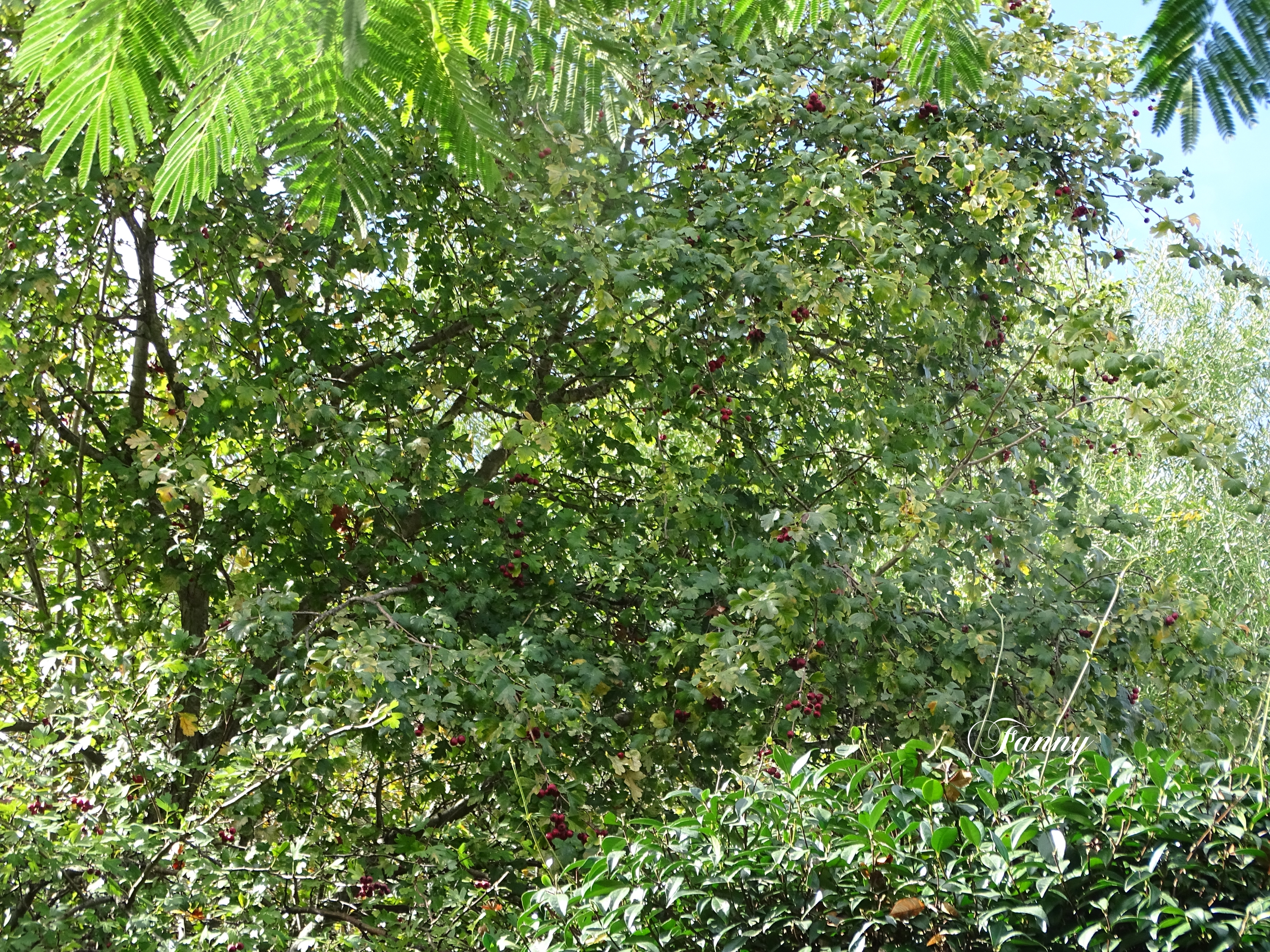 11 Octbre 2026 AubepineDSC03940.jpg
