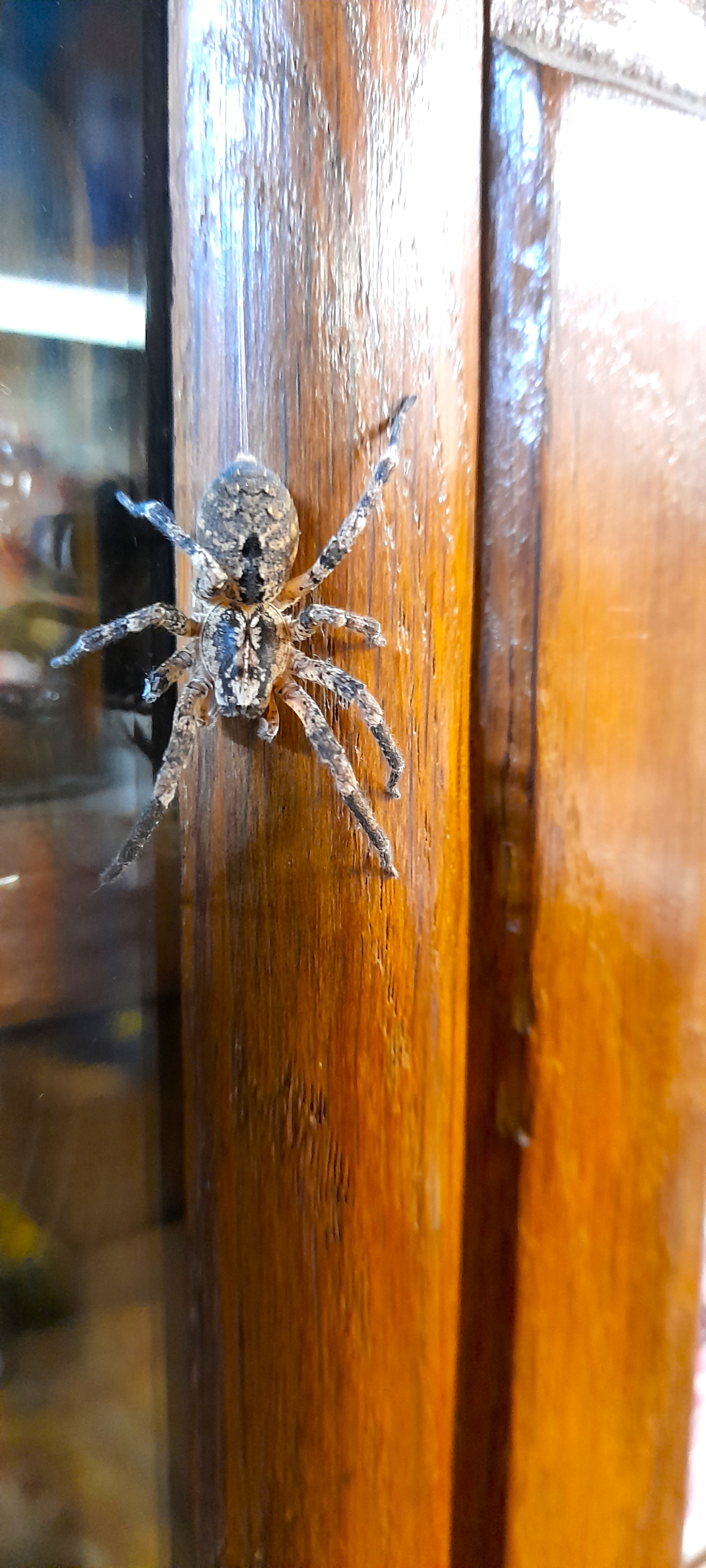Zoropsis spinimana femelle Lundi 26 Octobre 2026  (2).jpg