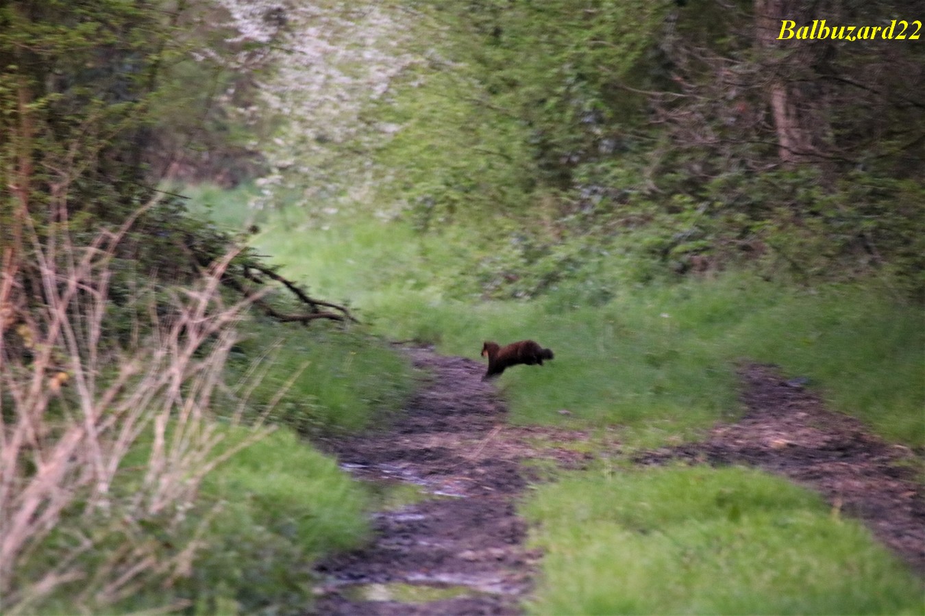 Martre des Pins bois St-Aaron 19 Avril 2018.jpg