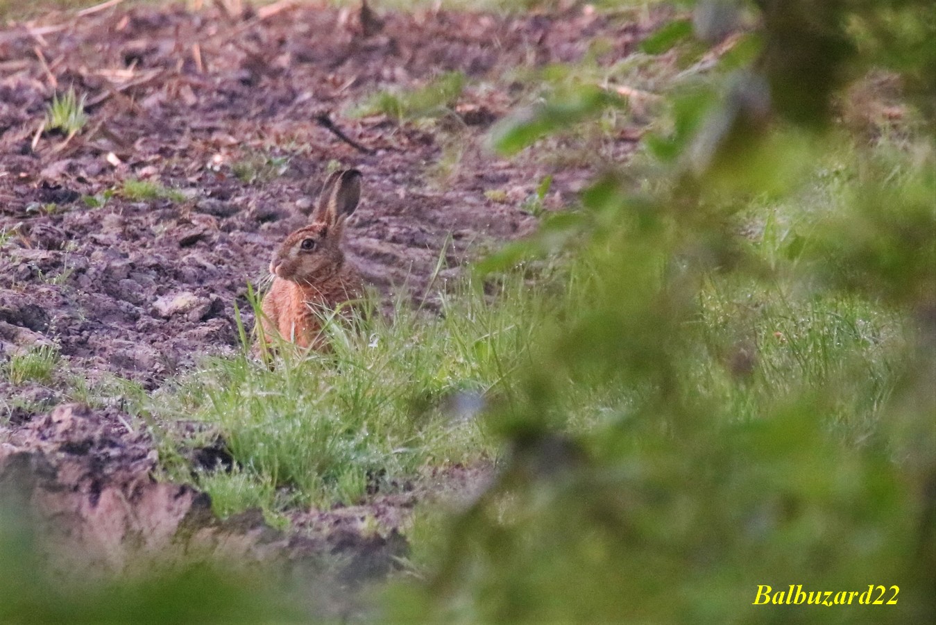 Jeune Lièvre variable Bois St-Aaron 19 Avril 2018.jpg