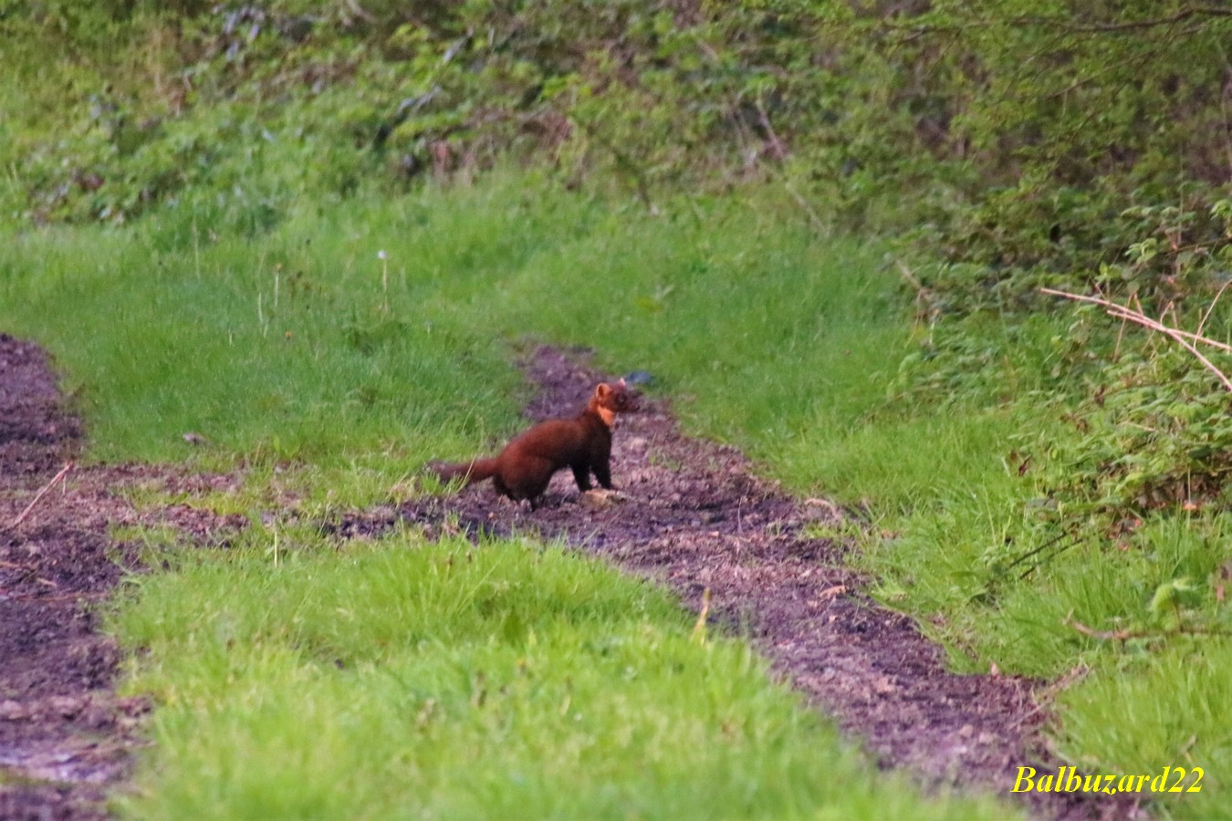 Martre des pins Bois de St-Aaron 19 Avril 2018.jpg