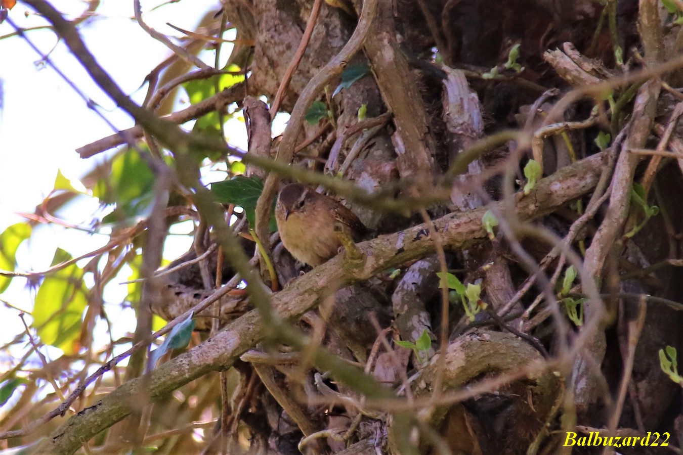Pouillot véloce Quintenic 19 Avril 2018 (2).jpg