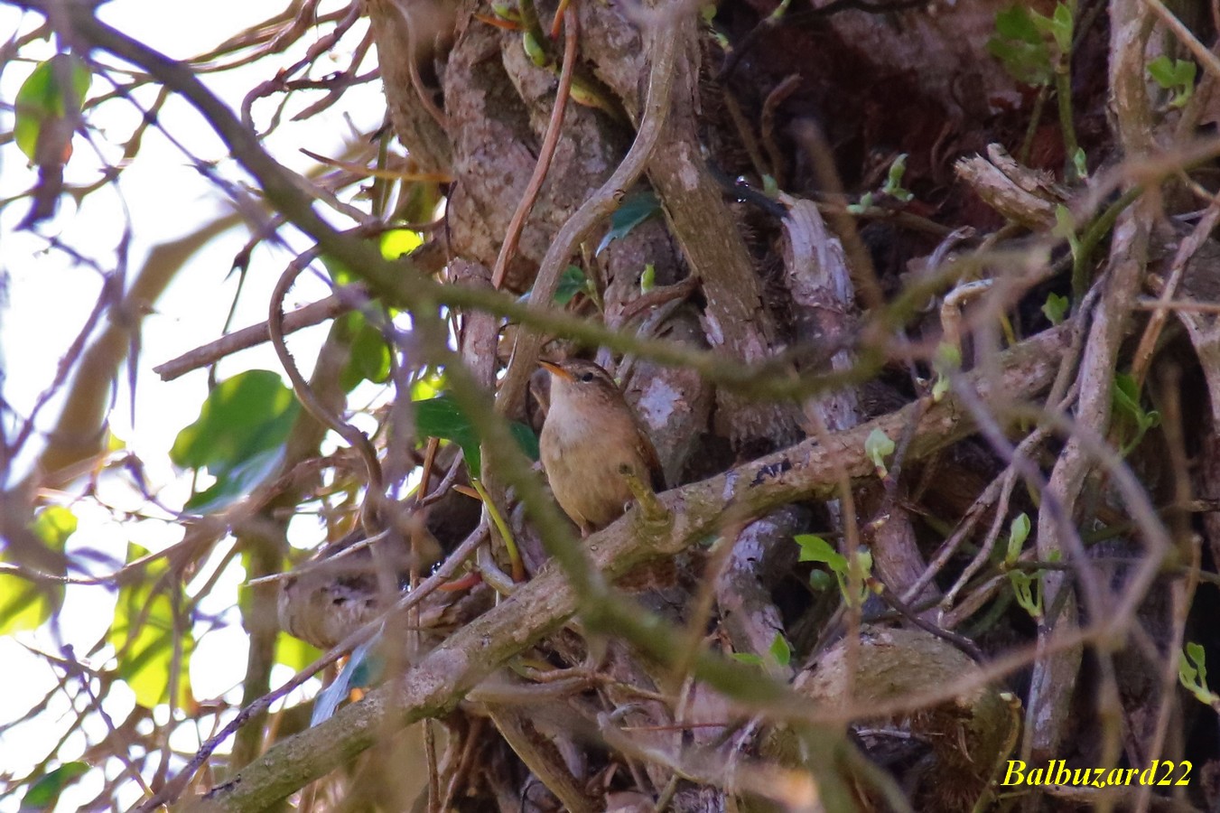 Pouillot véloce Quintenic 19 Avril 2018.jpg