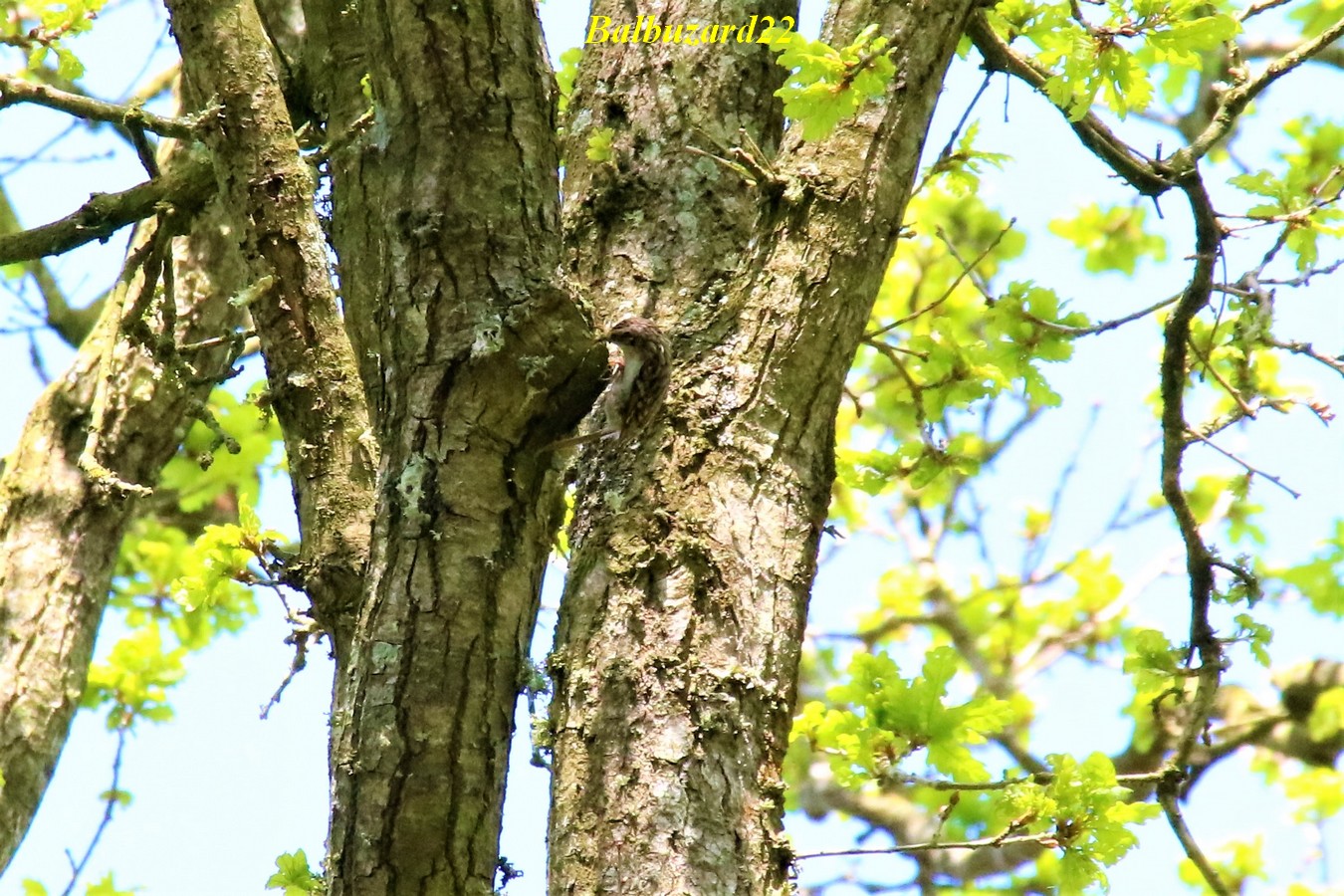 Grimpereau des jardins Bois de St-Aaron 21 Avril 2018.jpg