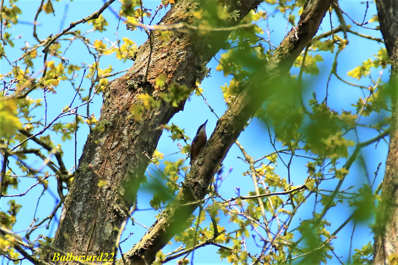 Sitelle Torche-pot Bois St-Aaron 21 Avril 2018.jpg