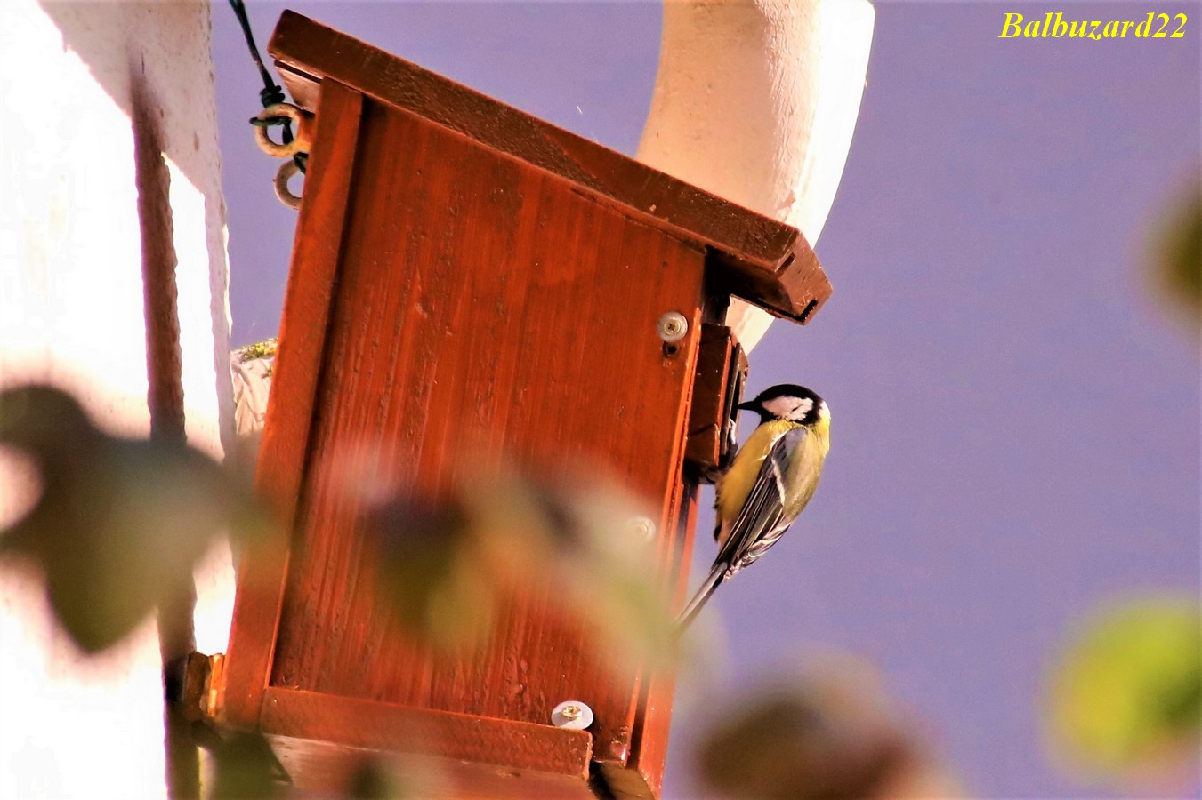 Mésange Charbonnière nidification Avril 2018.jpg