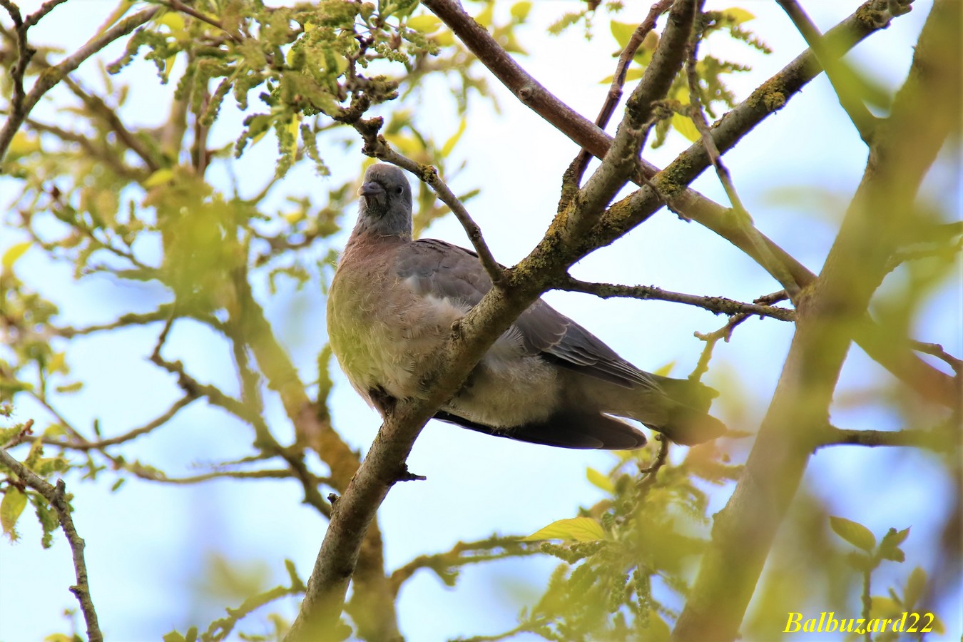 Jeune pigeon Ramier fin Avril 2018.jpg