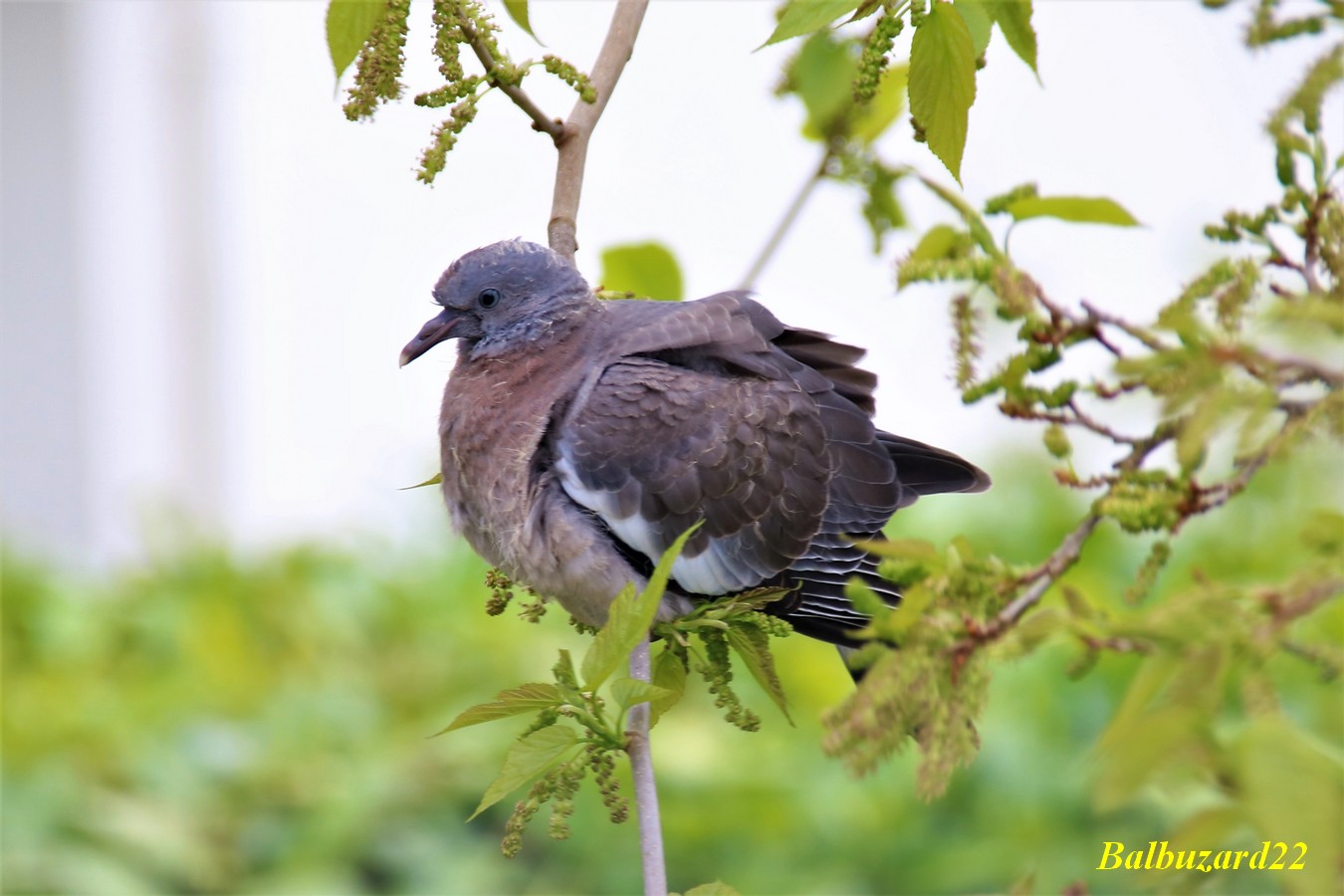 Jeune pigeon Ramier fin Avril 2018 (3).jpg