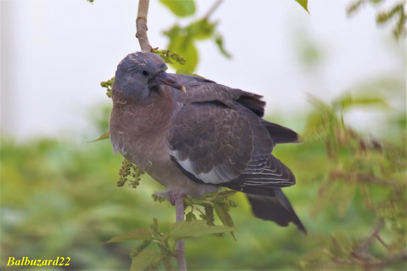 Jeune pigeon Ramier fin Avril 2018 (4).jpg