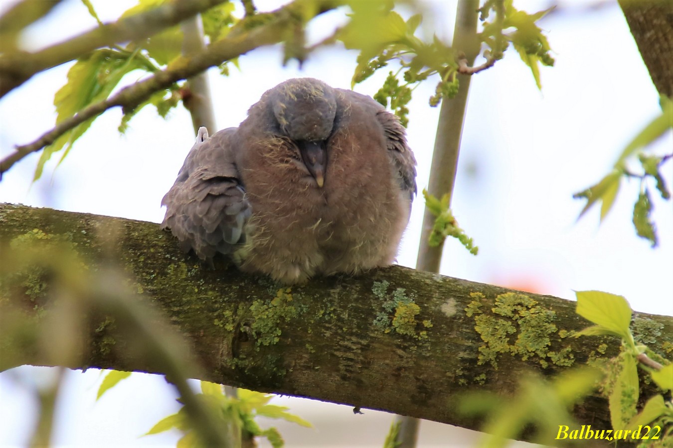 Jeune pigeon Ramier fin Avril 2018 (5).jpg