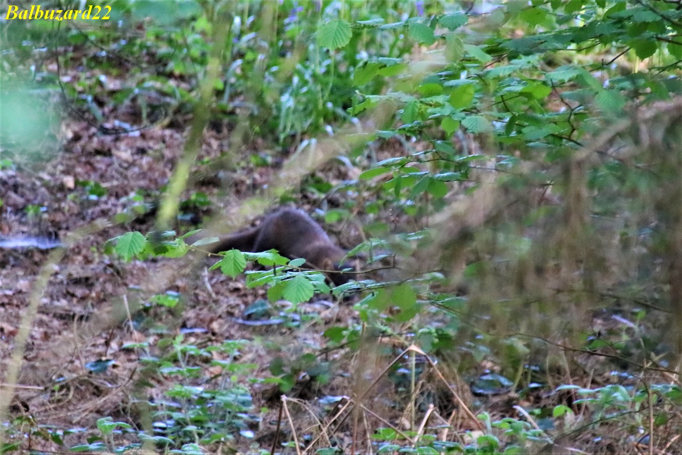 Martre des Pins Kersolec 09 Mai 2018.jpg