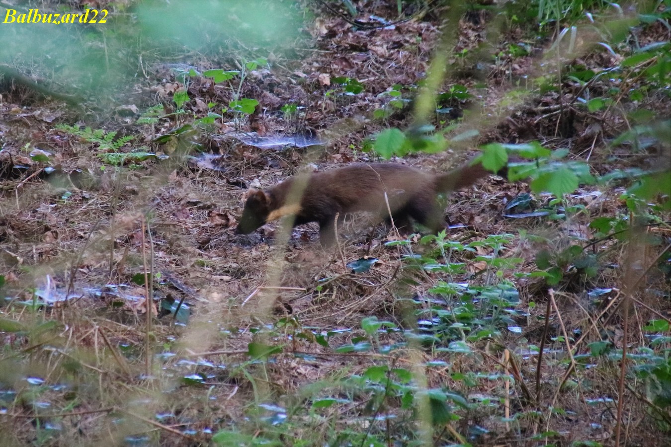 martre des pins Kersolec 09 Mai 2018 (2).jpg