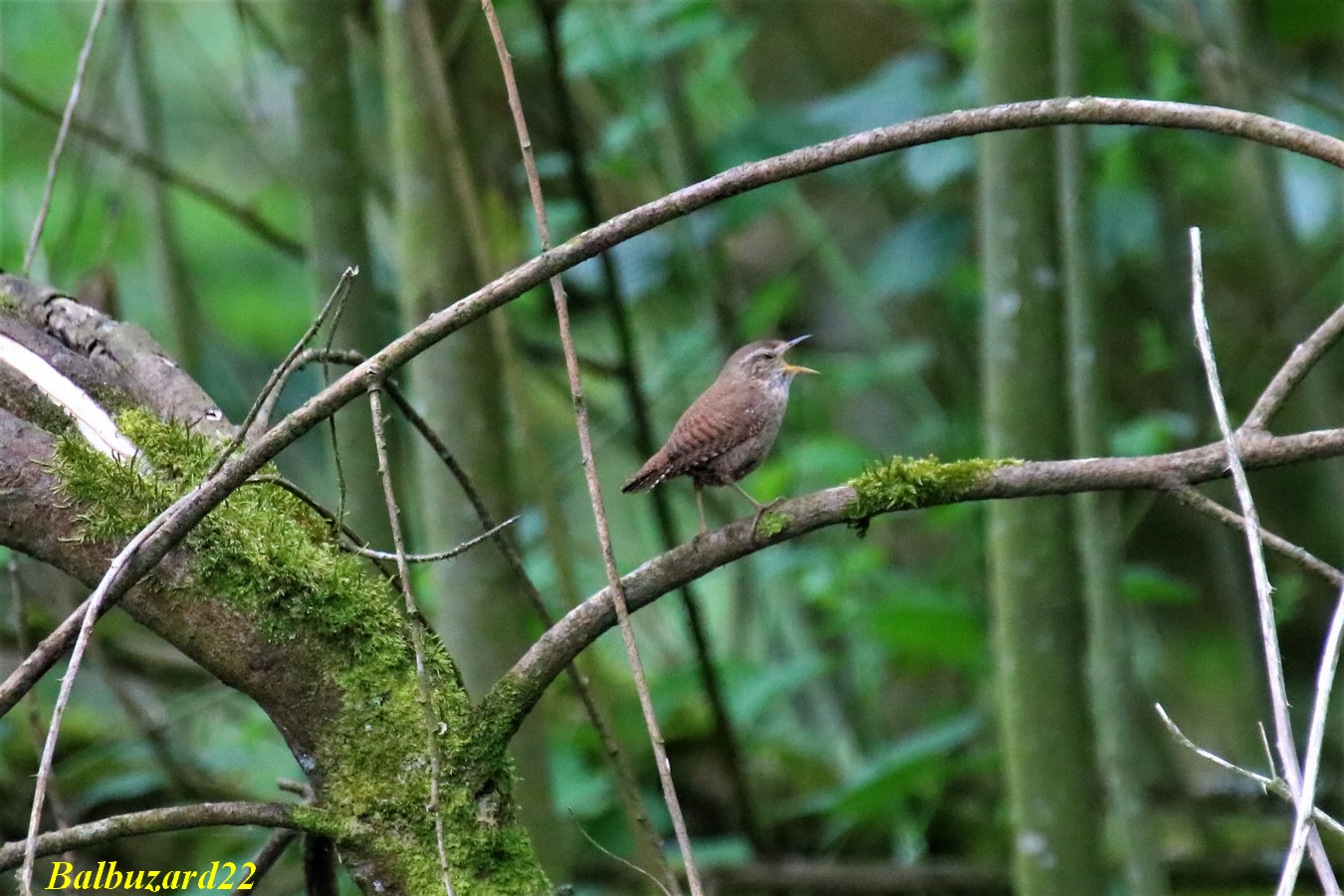 Troglodyte mignon chantant.jpg