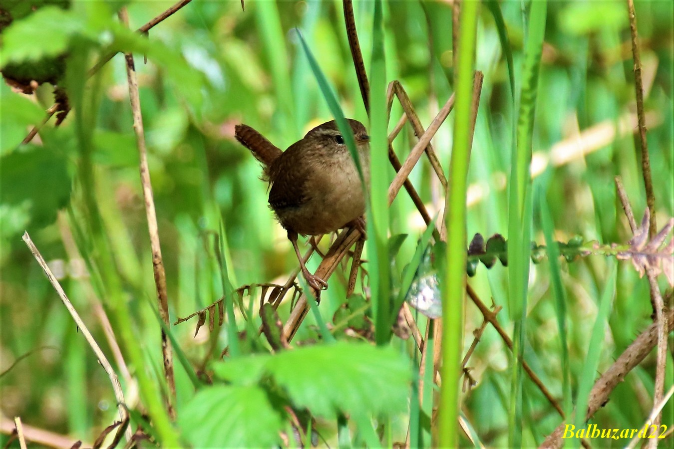 Troglodyte mignon Kersolec 09 Mai 2018 (4).jpg