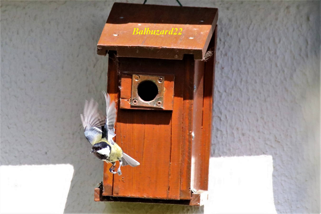 Nidification Mésanges charbonnières 10 Mai 2018.jpg