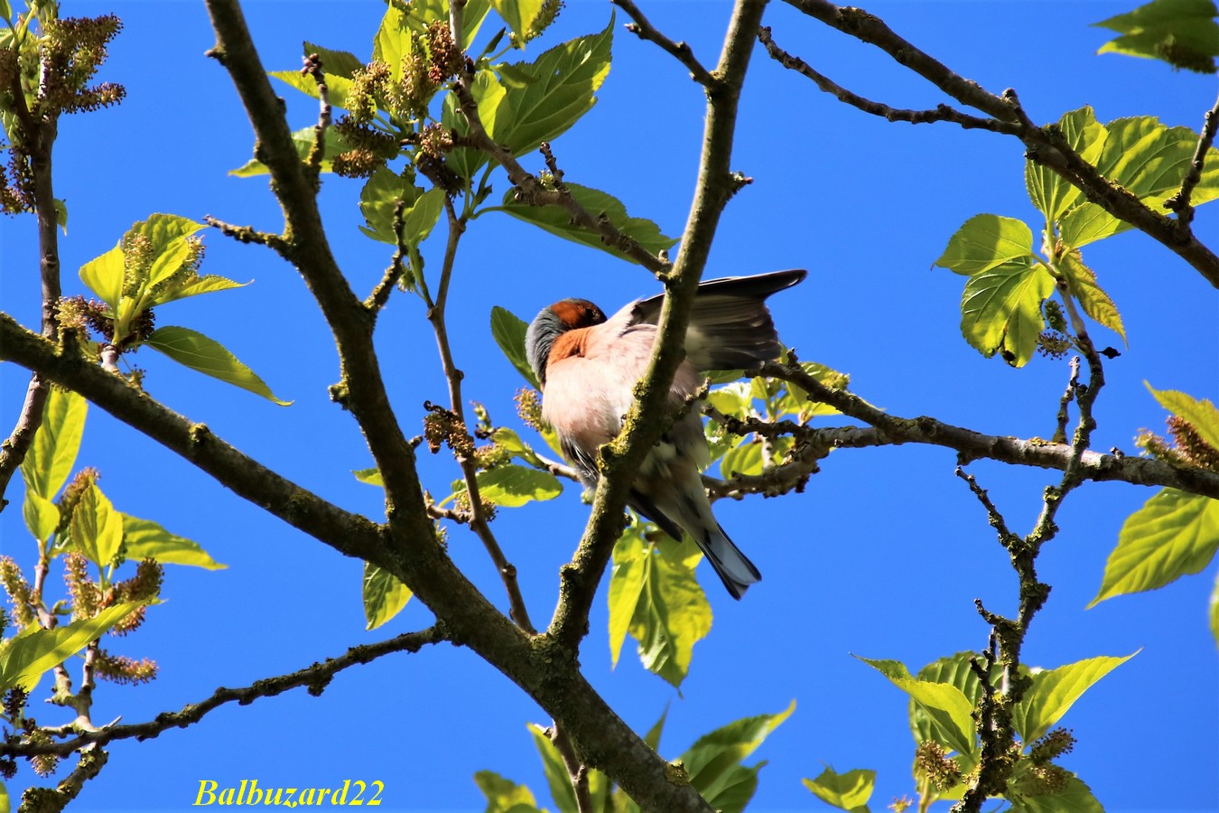 Pinson des arbres se toilettant 10 Mai 2018 (3).jpg