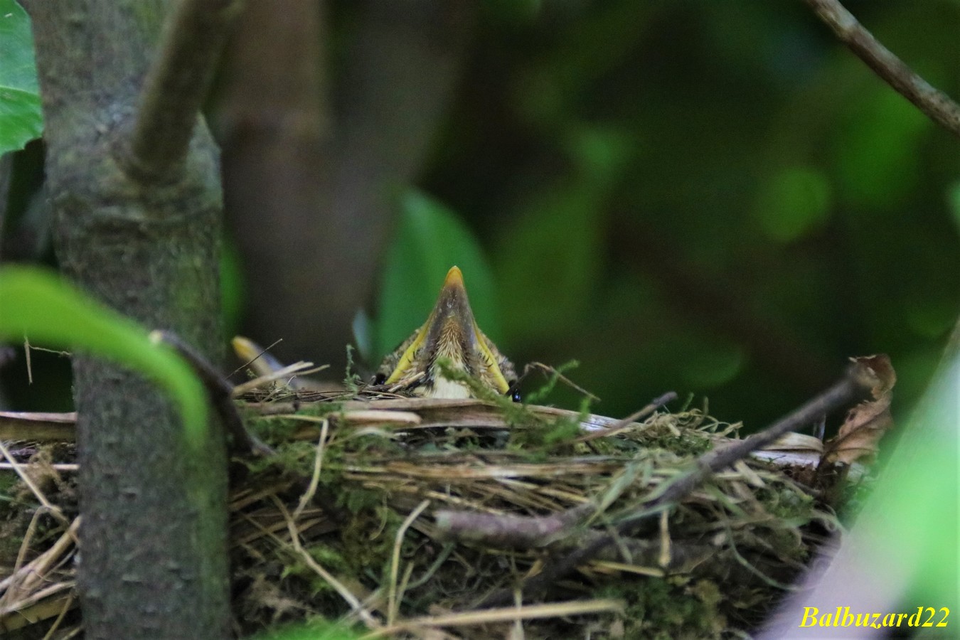 Nidification Grive Musicienne Avri-Mai 2018.jpg