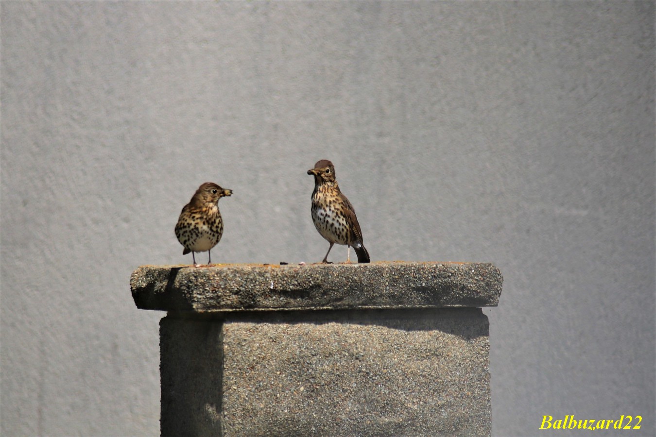 Nidification Grive musicienne adultes Avril-Mai 2018.jpg