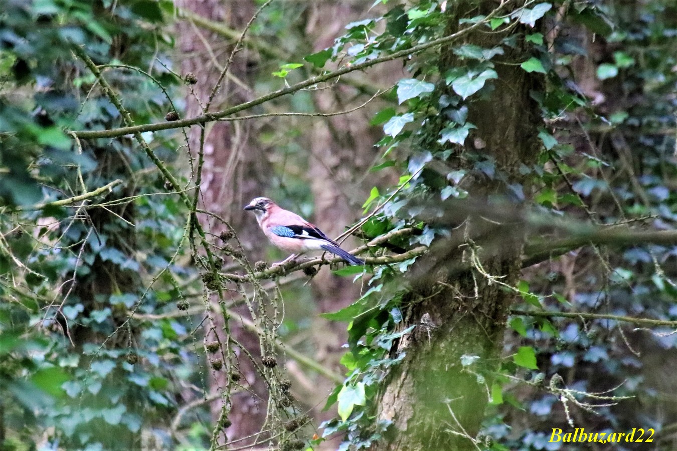 Geai des Chênes  Bois de la Poterie 12 Mai 2018.jpg