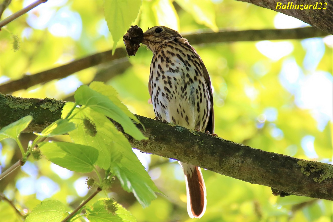 Femelle Grive musicienne apportant de la nourriture à ses petits jardin 13 Mai 2018.jpg