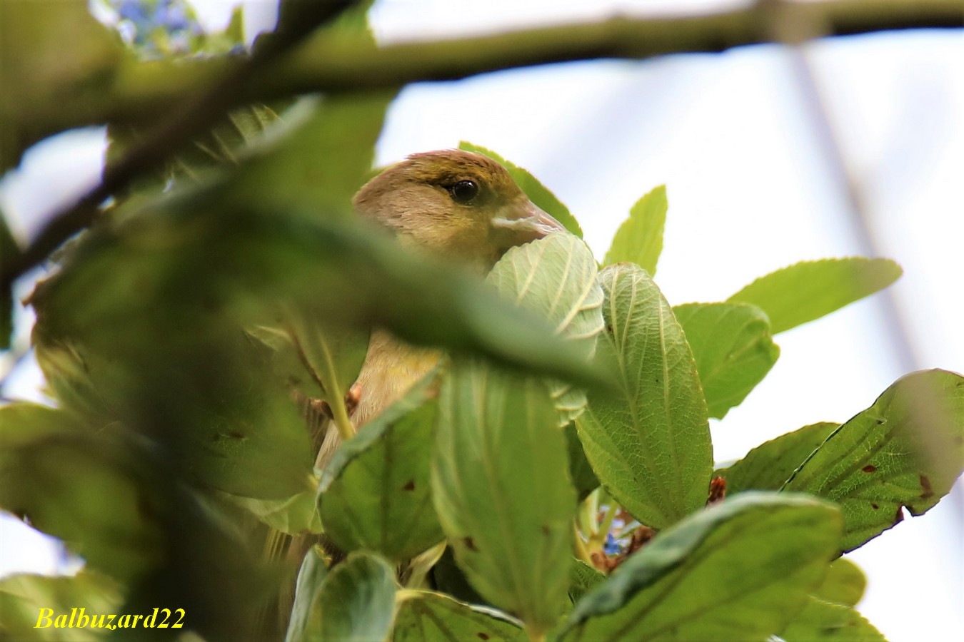 Verdier jardin 13 Mai 2018.jpg