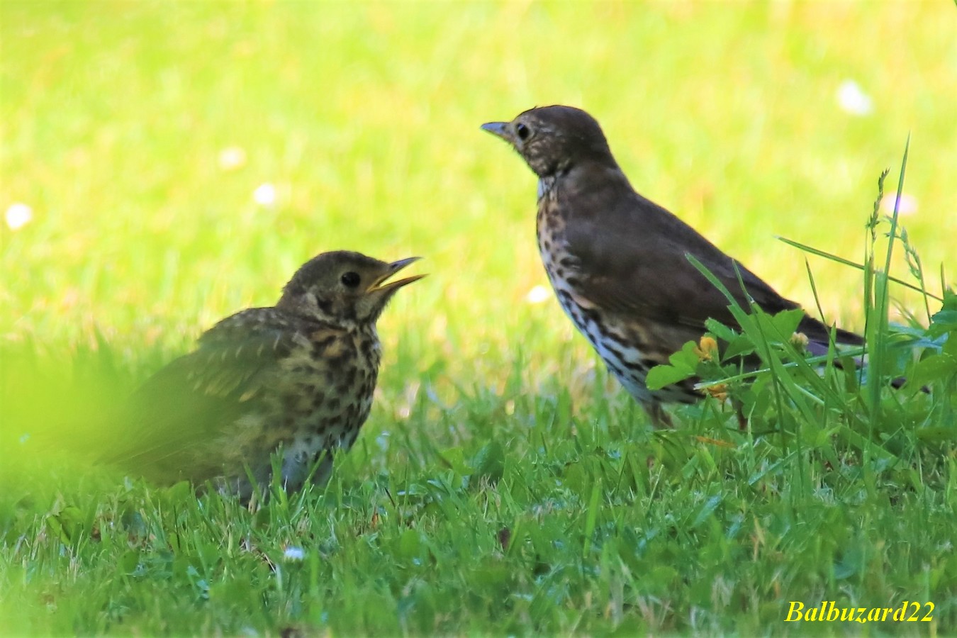 Petite Grive réclamant sa becquée.jpg